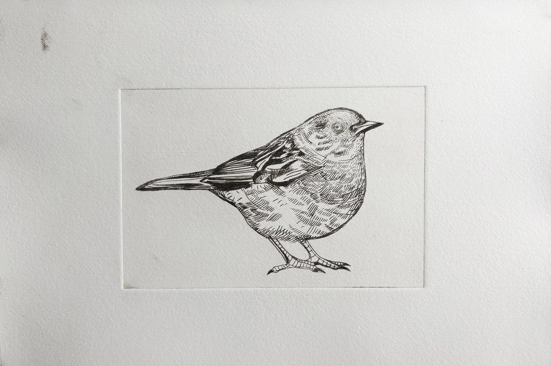 dunnockdrypointtestprint.jpg