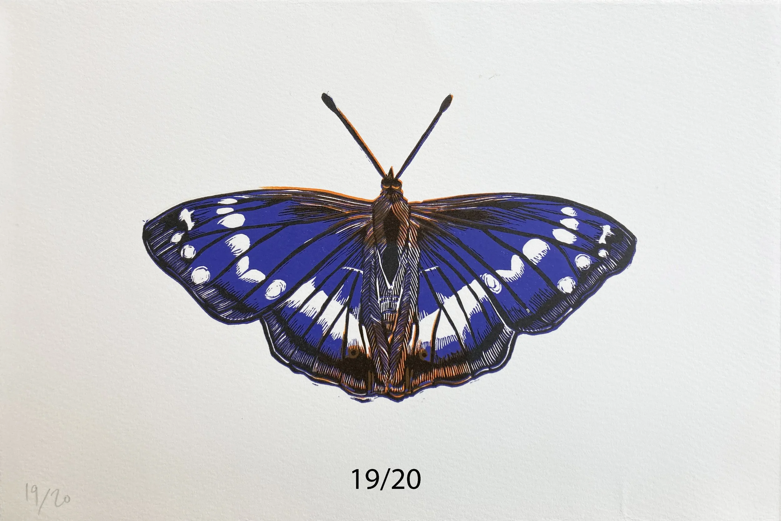 purpleemperor19:20.jpg