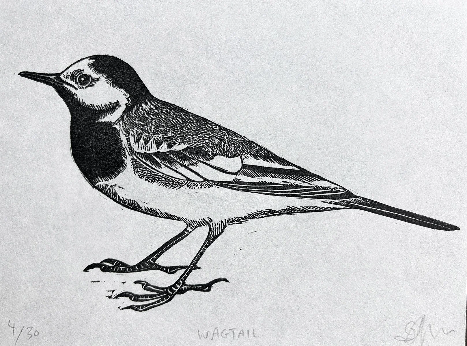 wagtail4:20.jpg