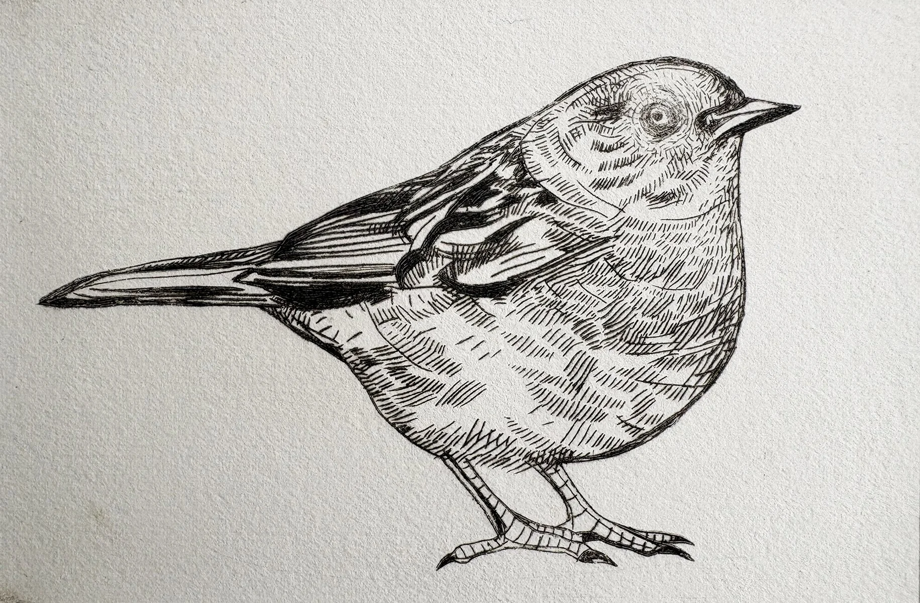 dunnockdrypointcropped.jpg