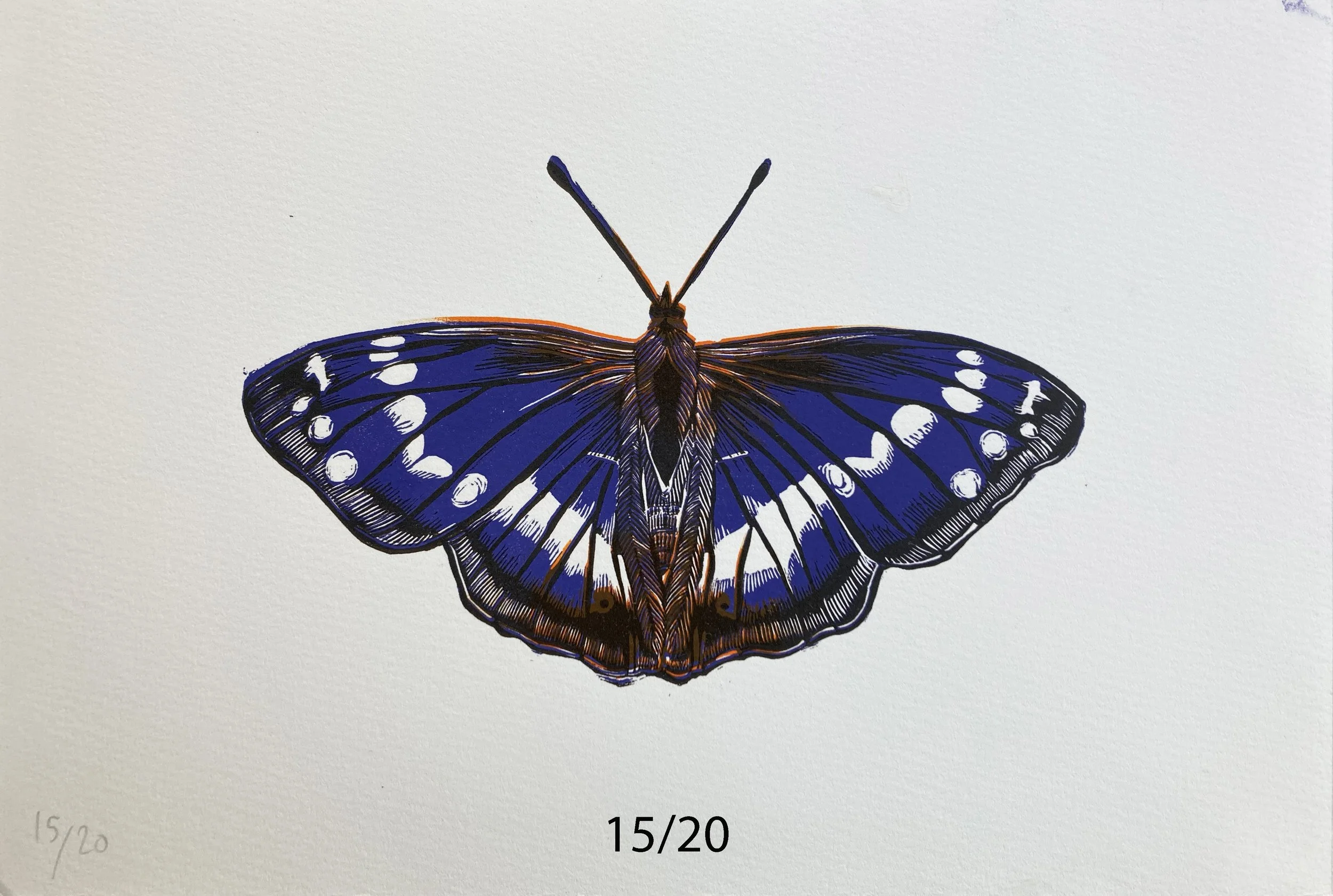purpleemperor15:20.jpg