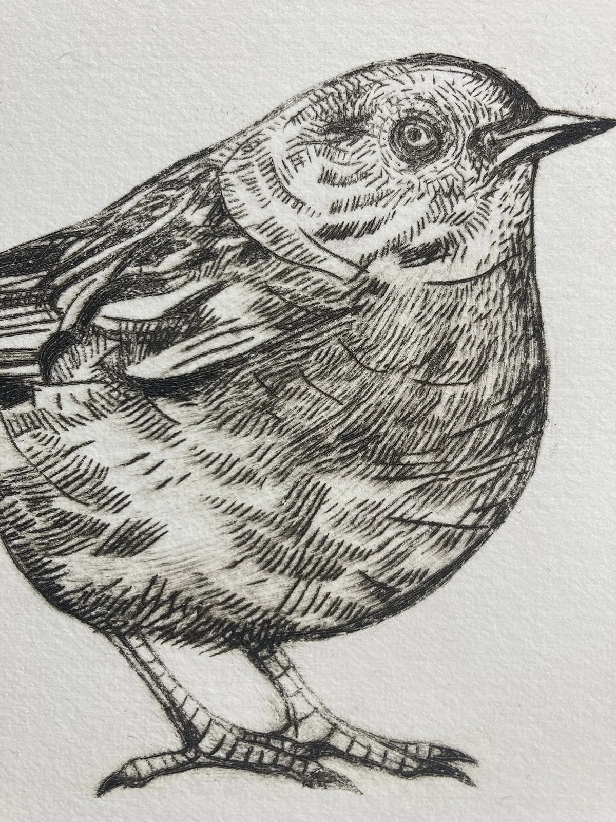 dunnockdrypoint3:50closeup.jpg
