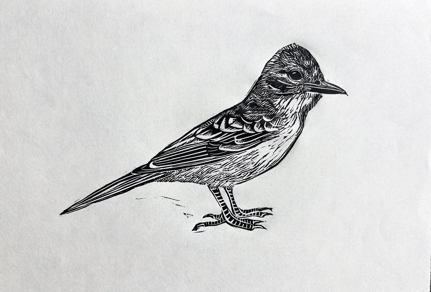 flycatchertestprint.jpg