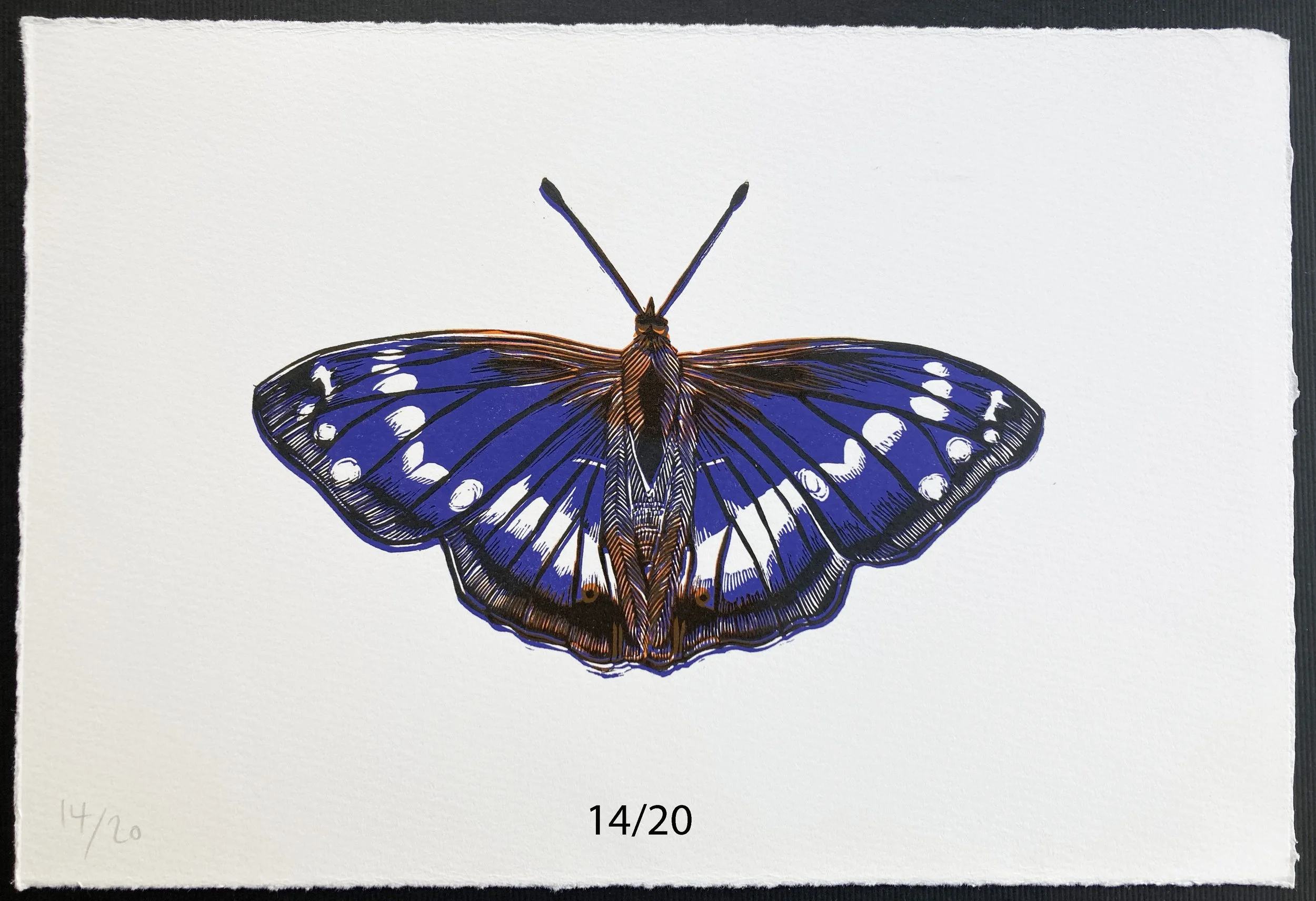 purpleemperor14:20.jpg