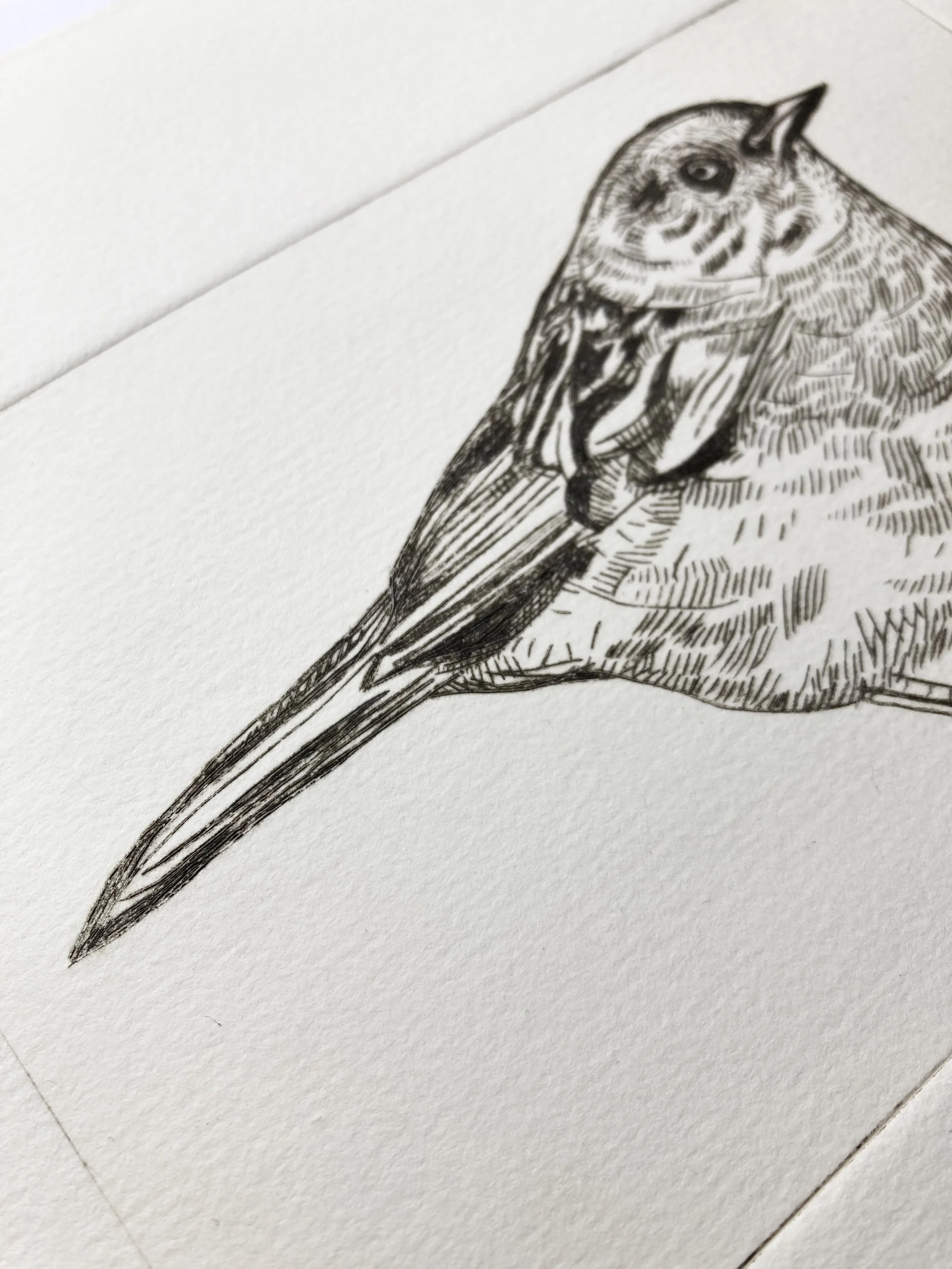 dunnock4:50closeuptail.jpg