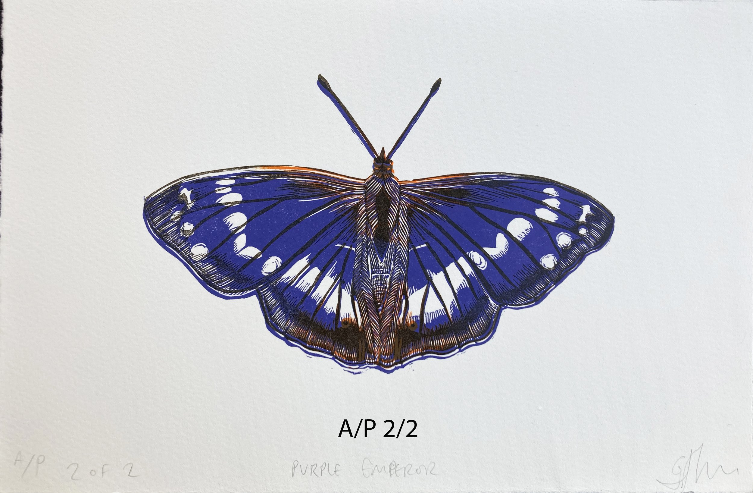purpleemperorAP2:2.jpg