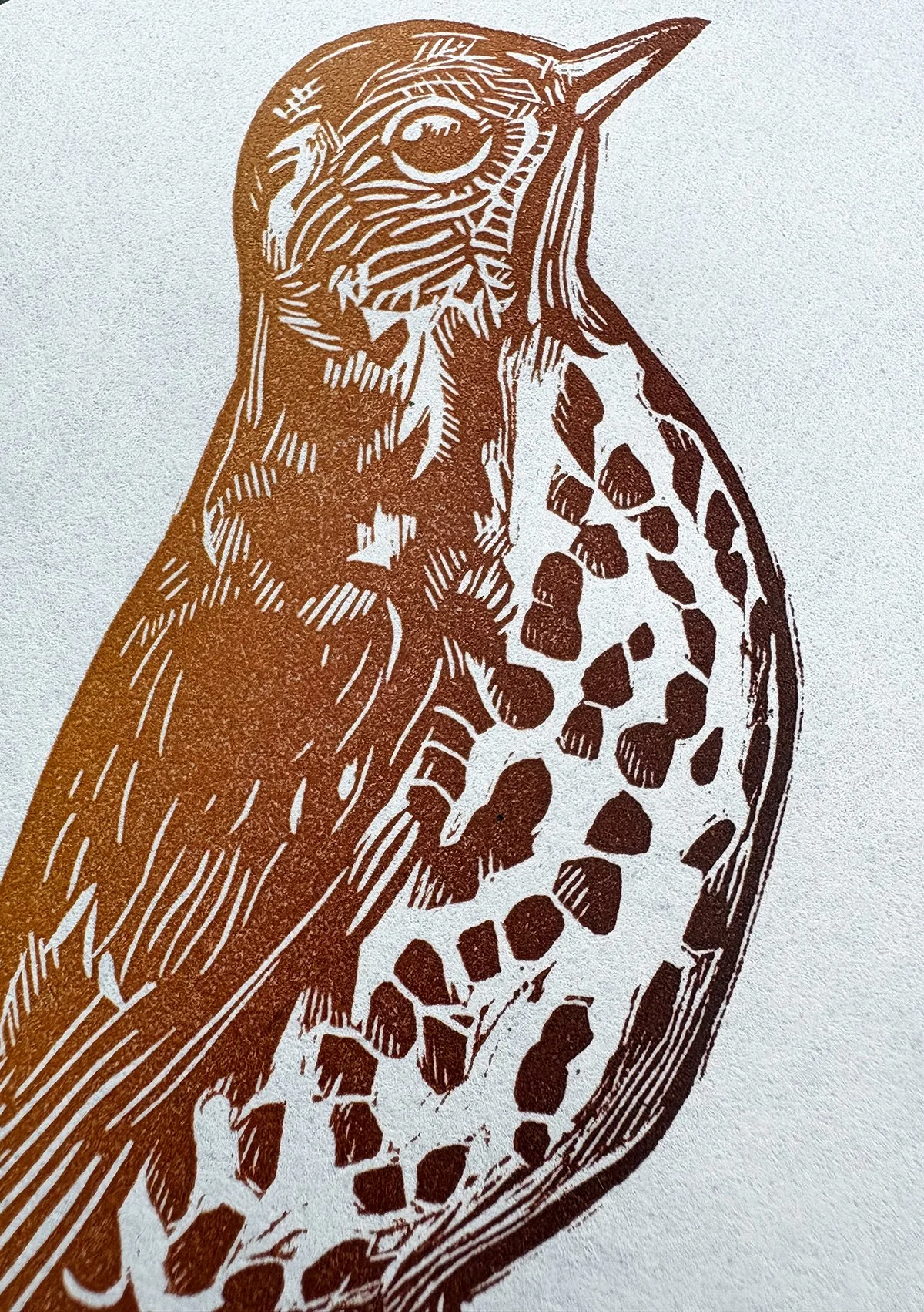 thrushheaddetail.jpg
