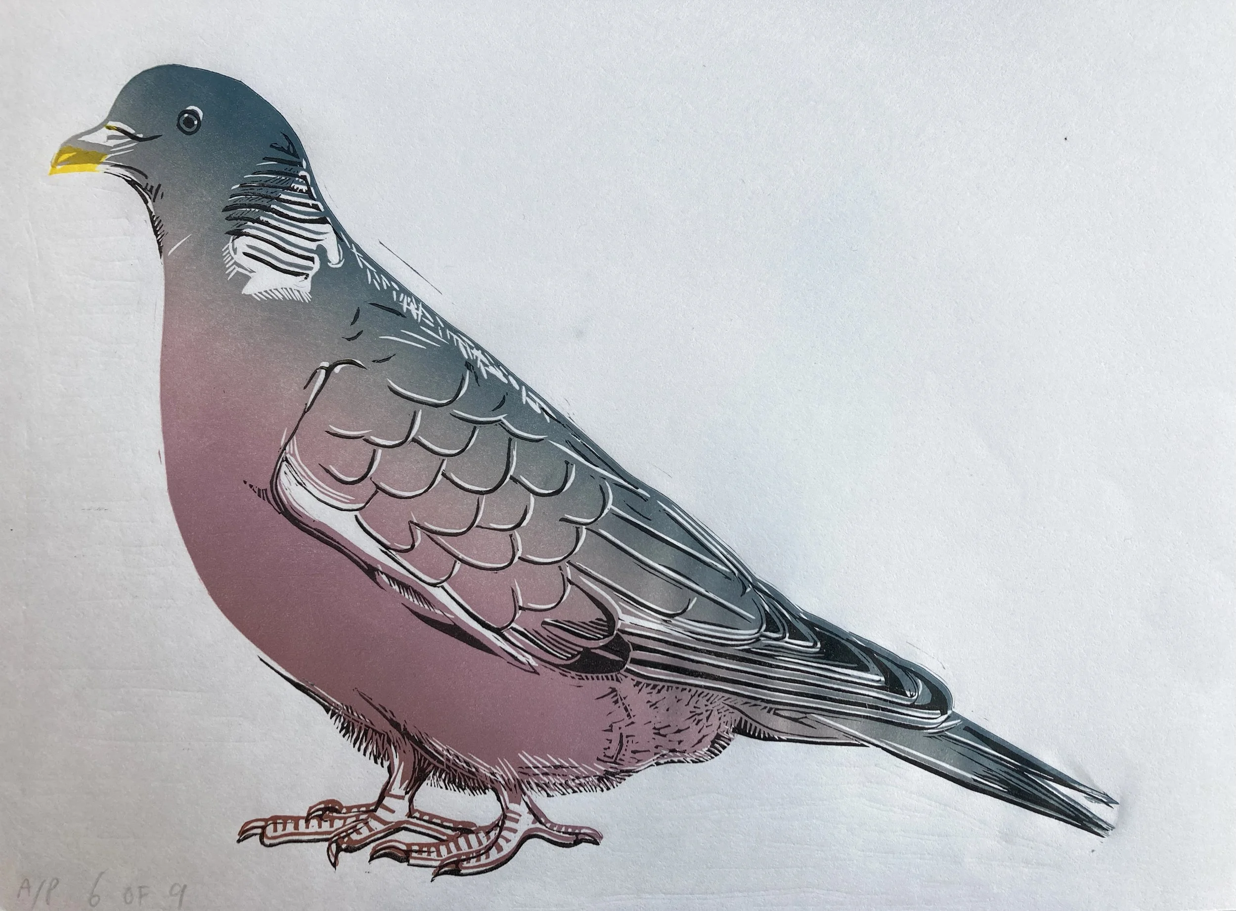 woodpigeonAP6of9.jpg