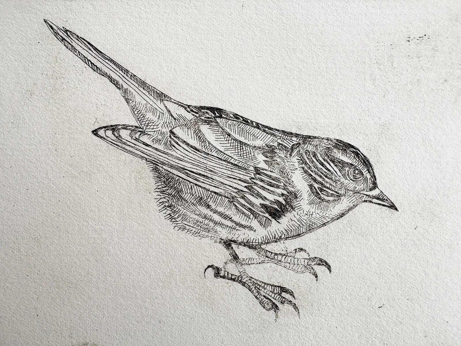 hedgesparrowcropped.jpg