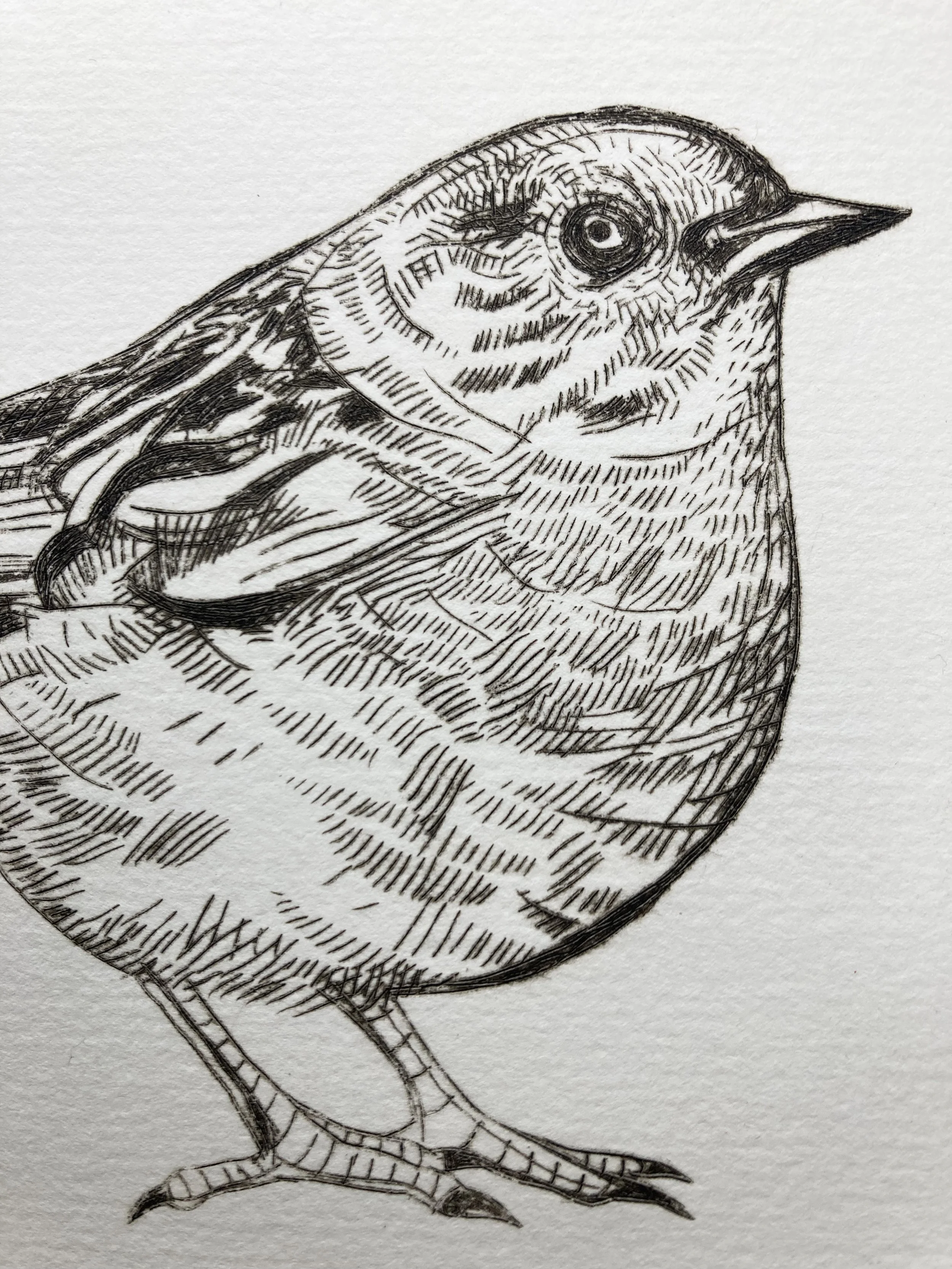 dunnock4:50closeupbody.jpg