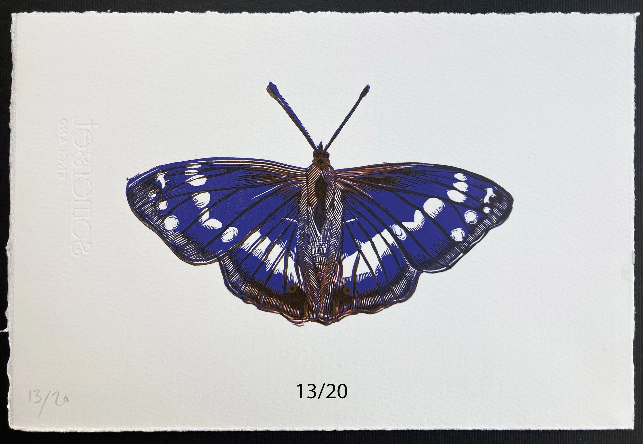 purpleemperor13:20.jpg
