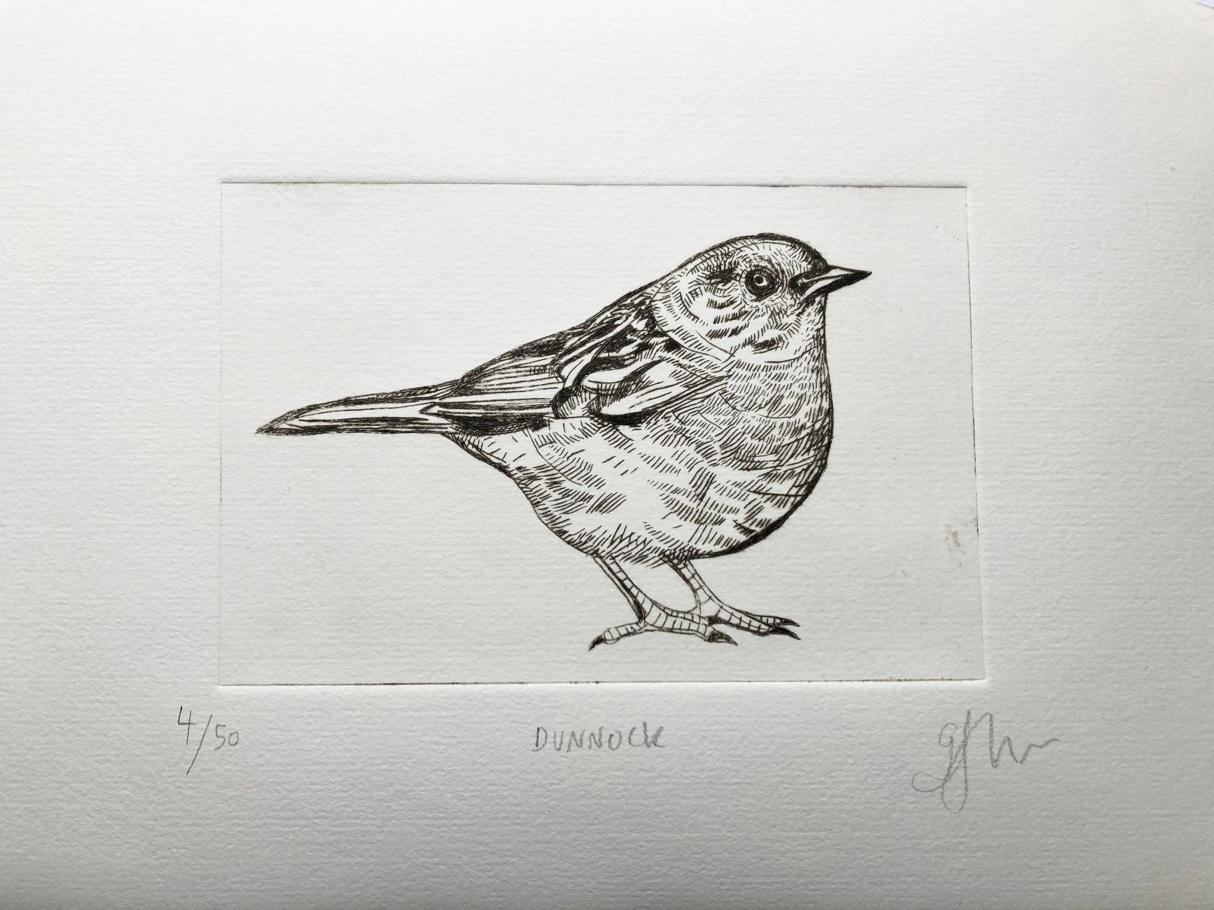 dunnock4:50.jpg