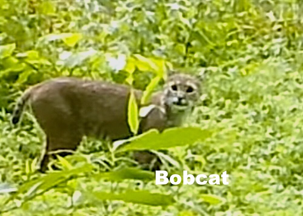 bobcat_july_2021_twnf.jpg
