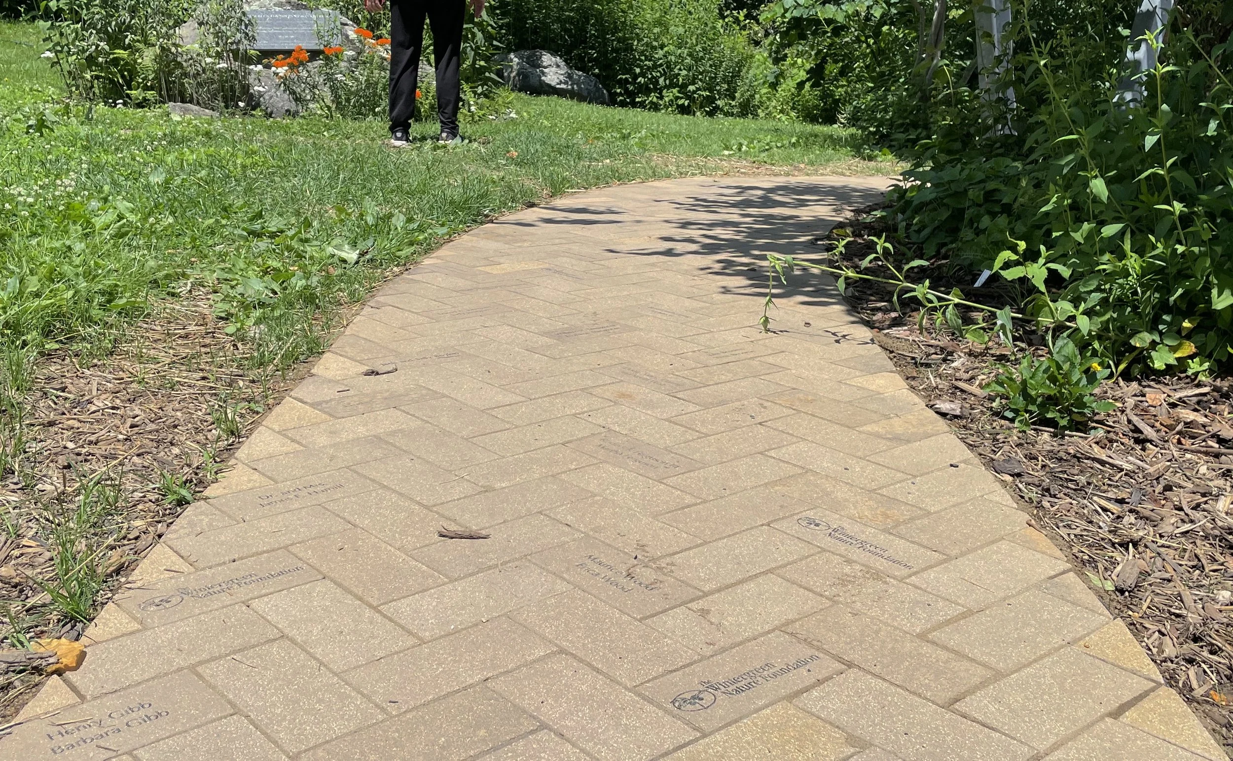   The original bricks in the walkway to the pavilion were carefully removed then put back into place.  