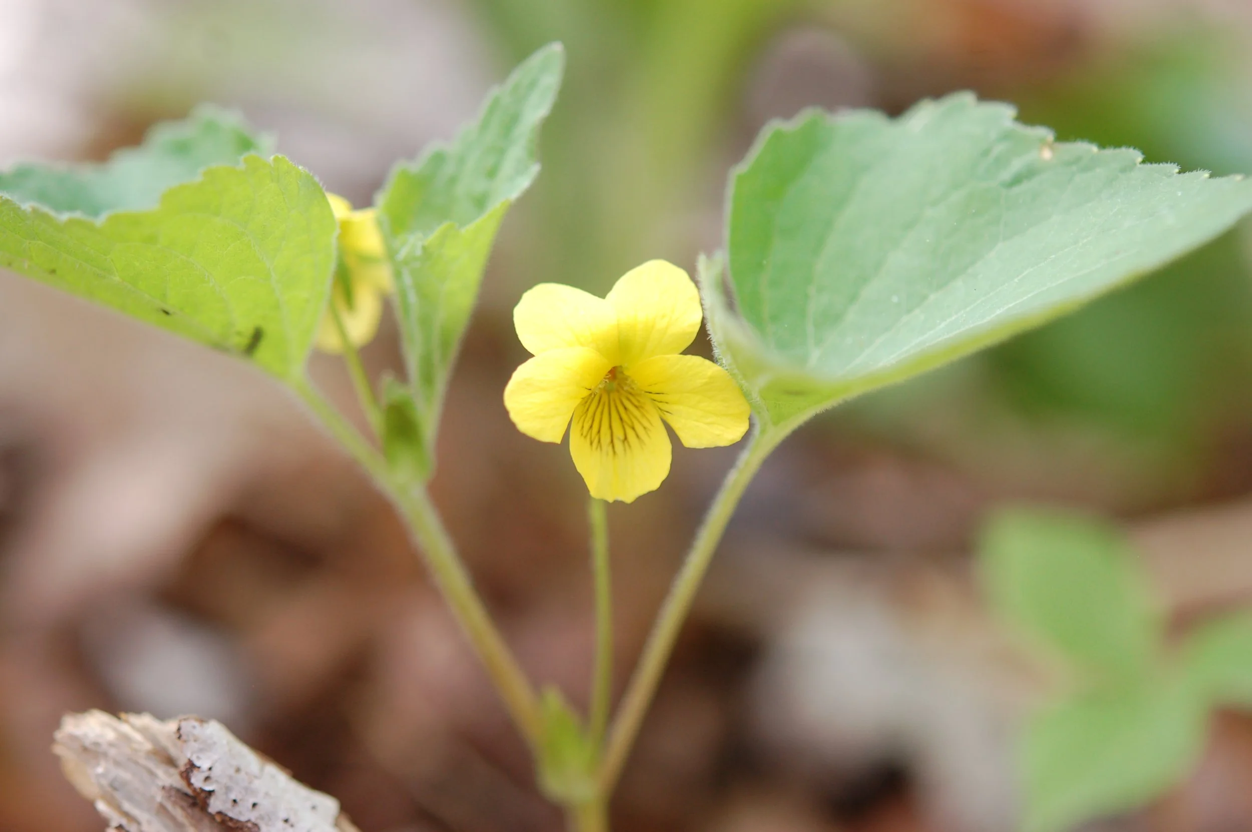 Shamokin Spring Preserve cb 4.JPG