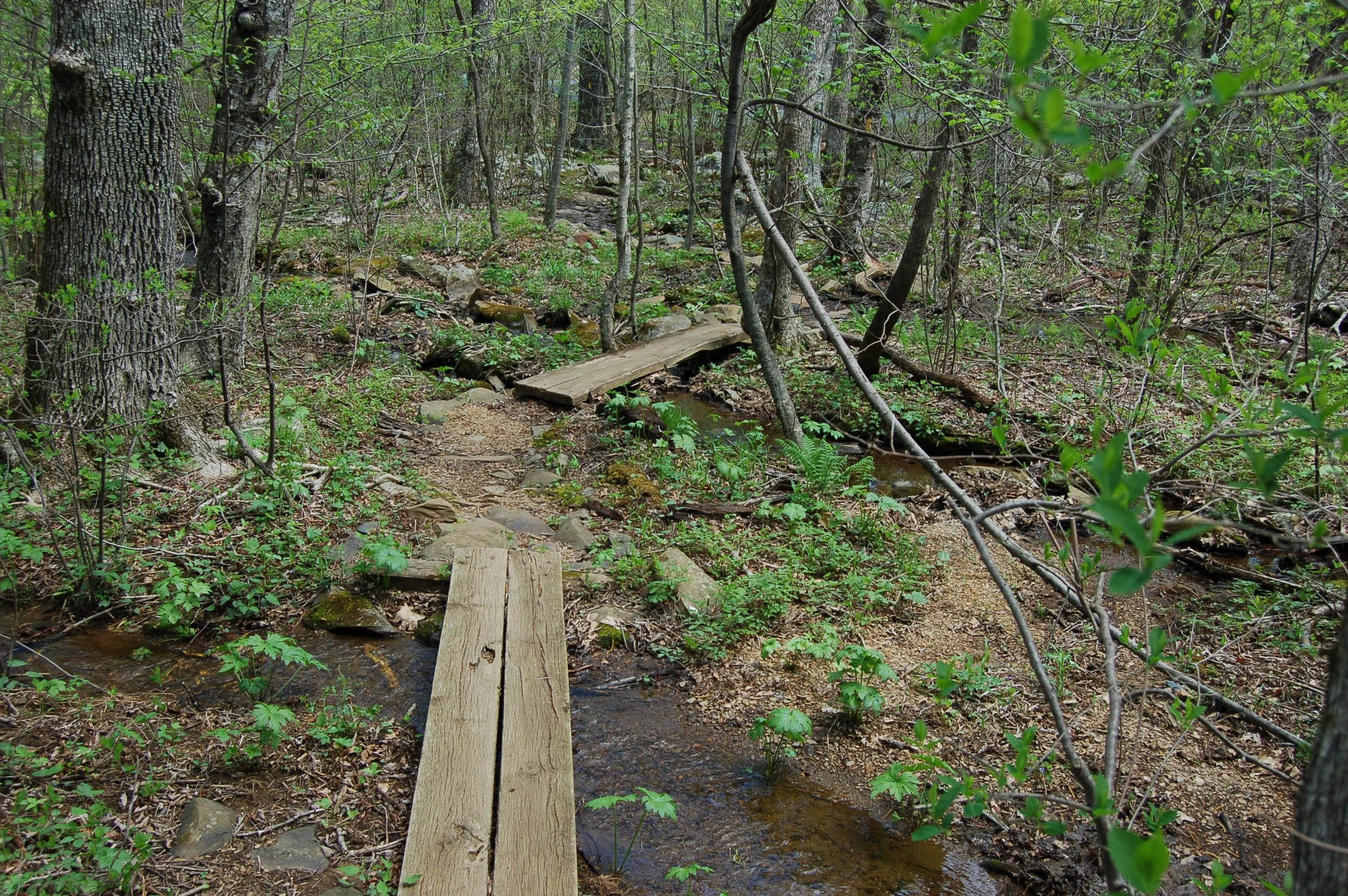 Shamokin Spring Preserve cb 1.JPG