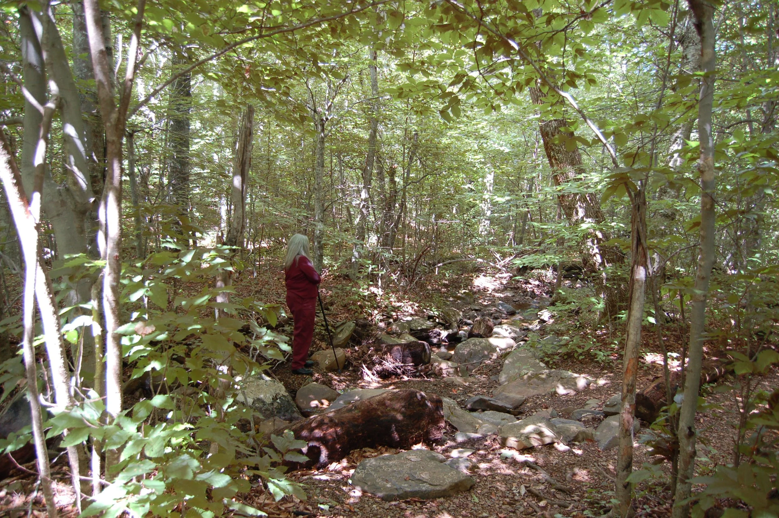 Shamokin Spring Preserve cb 6.JPG