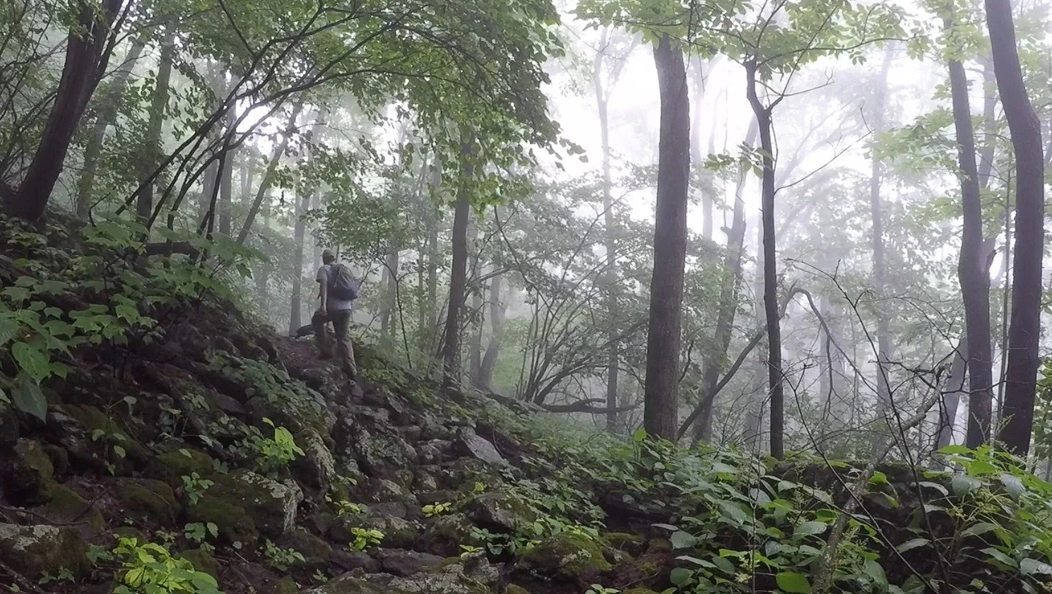 Chestnut Springs Trail 