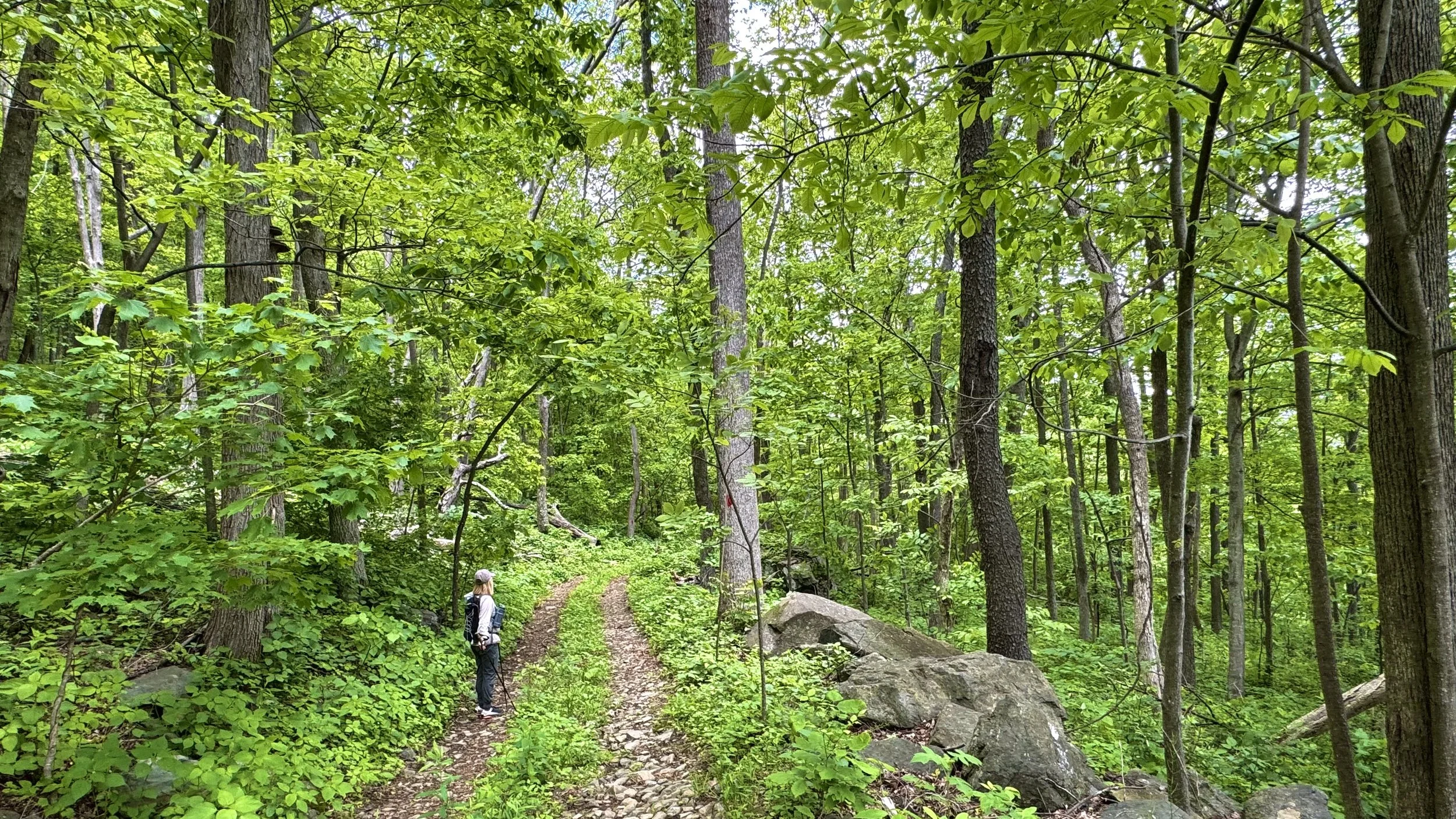 Loggers Alley Trail and Access