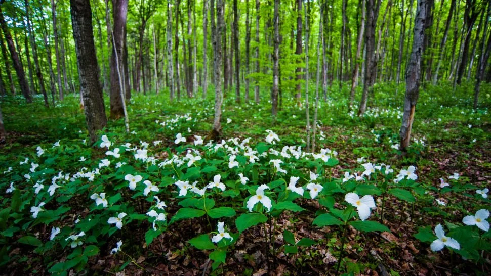 Trillium Field Trail