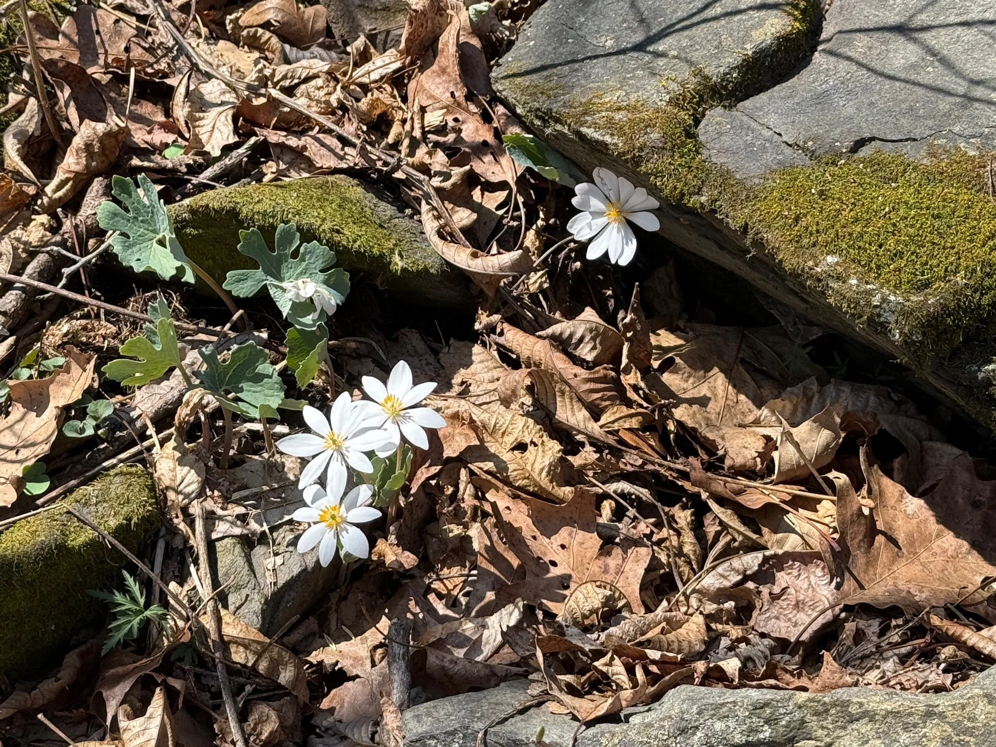   The Hiking Trails of Wintergreen       Wildflowers!    