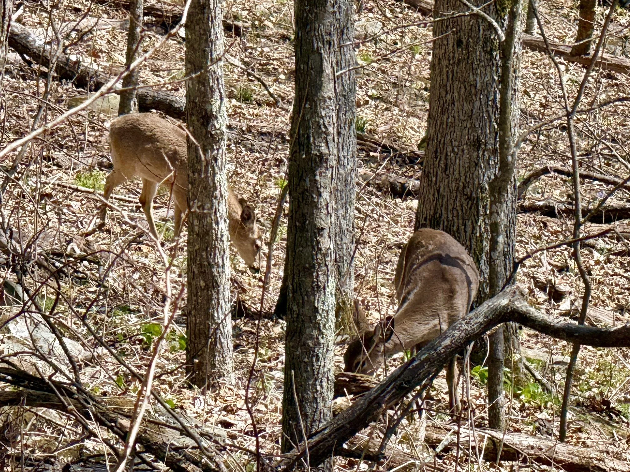 hike-whiteoak4.jpeg