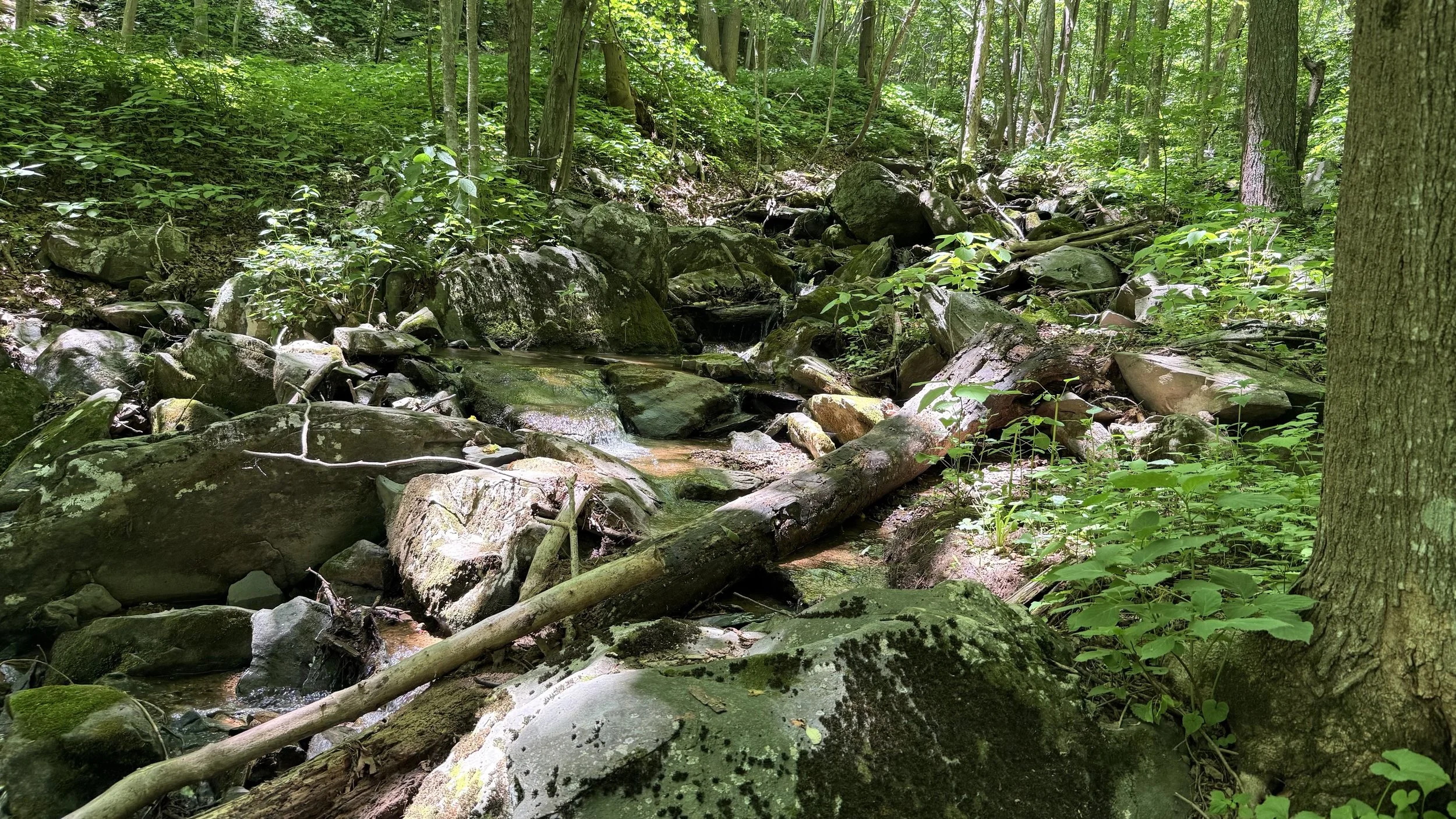 hike_hemlocksp2.jpeg