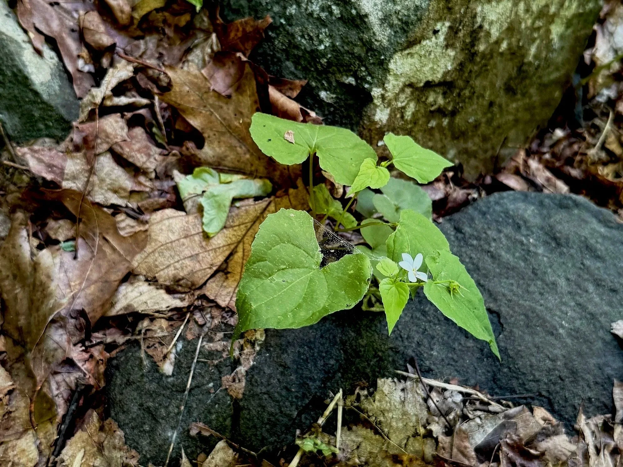hike_hemlocksp1.jpg