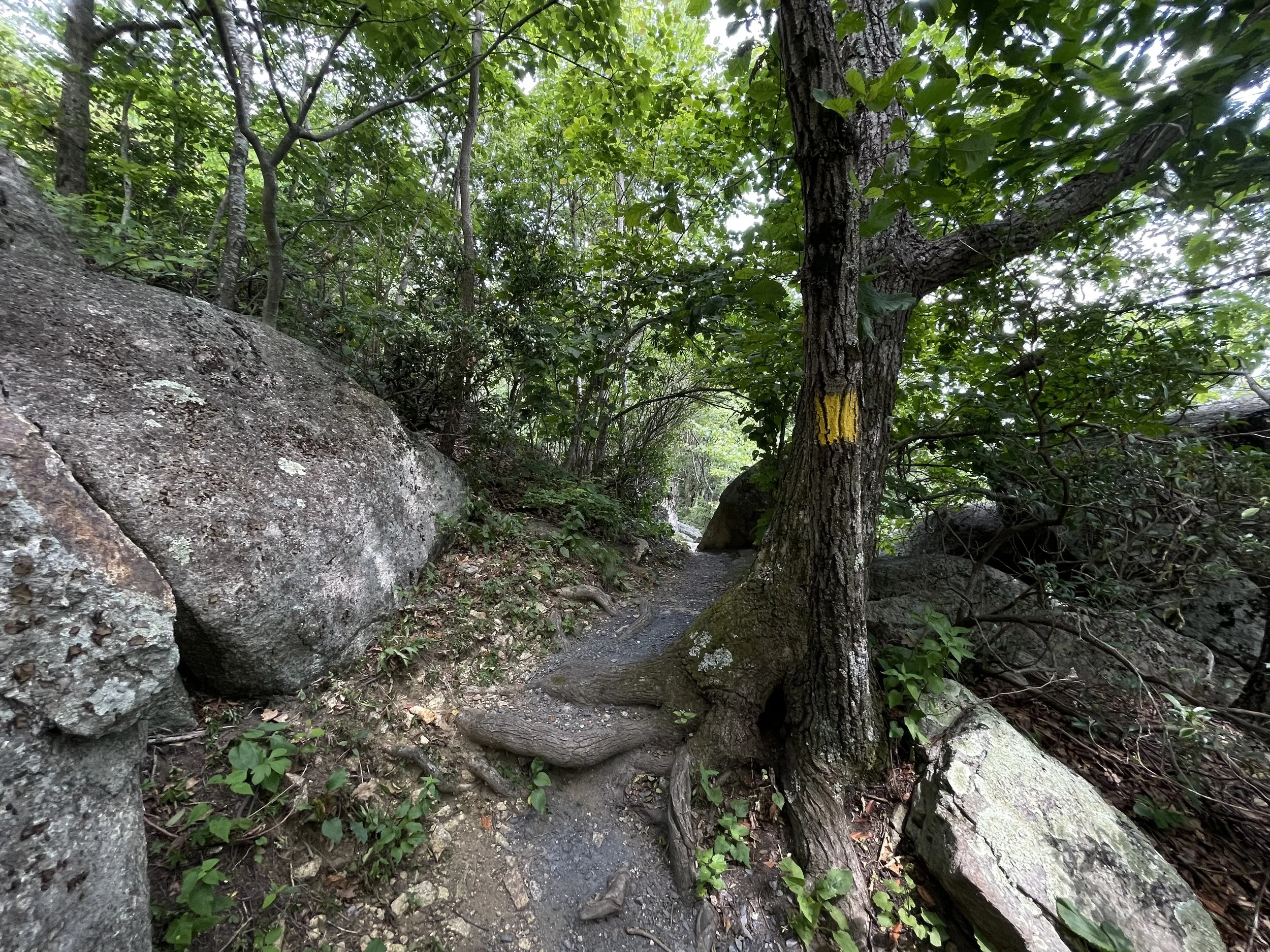 trail-plunge trail- Blackrock Park June 2026.jpeg