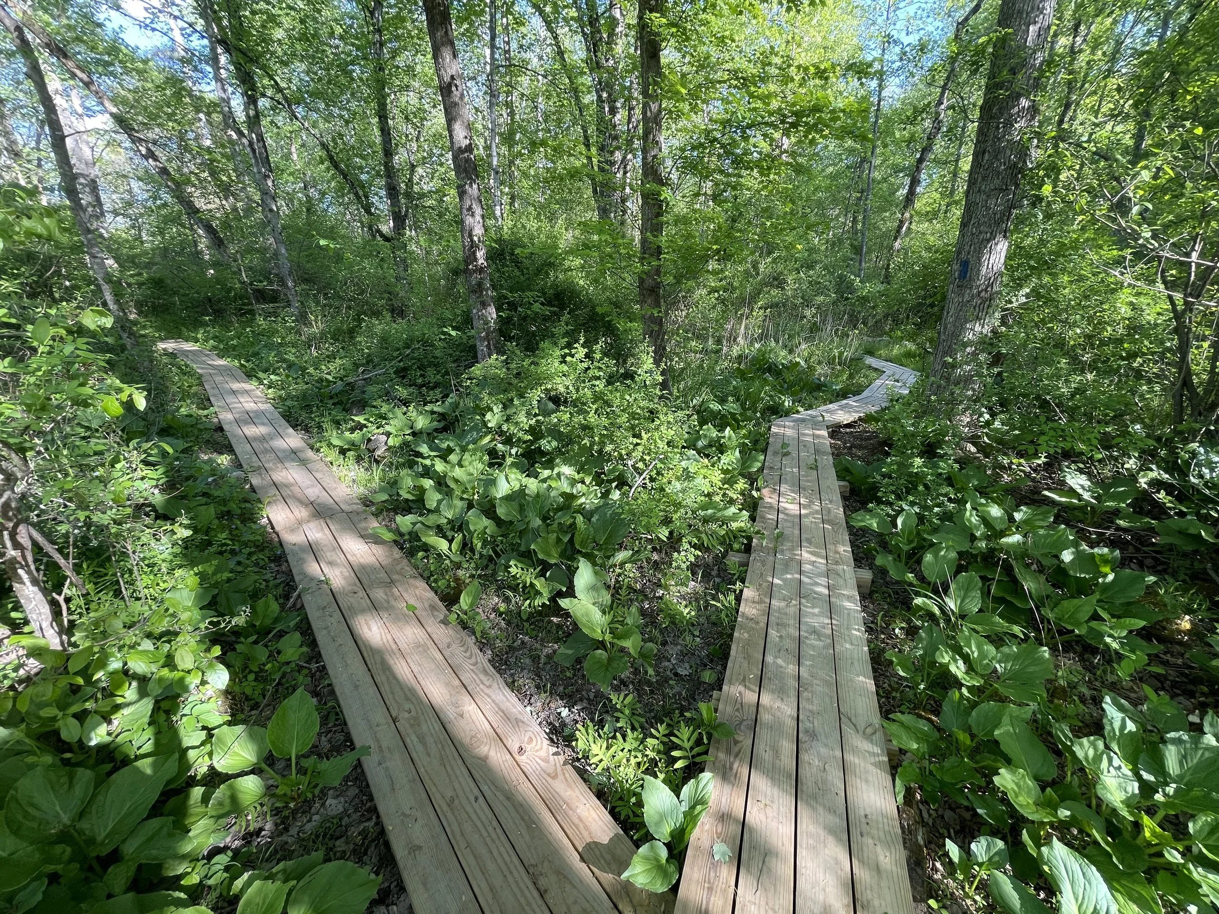 Allen Creek Nature Preserve Trail