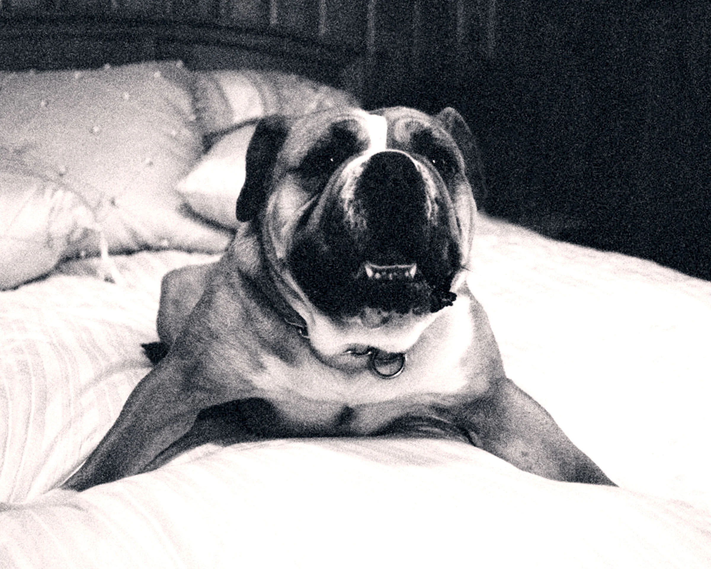 BPrtrt_Pets_04.jpg