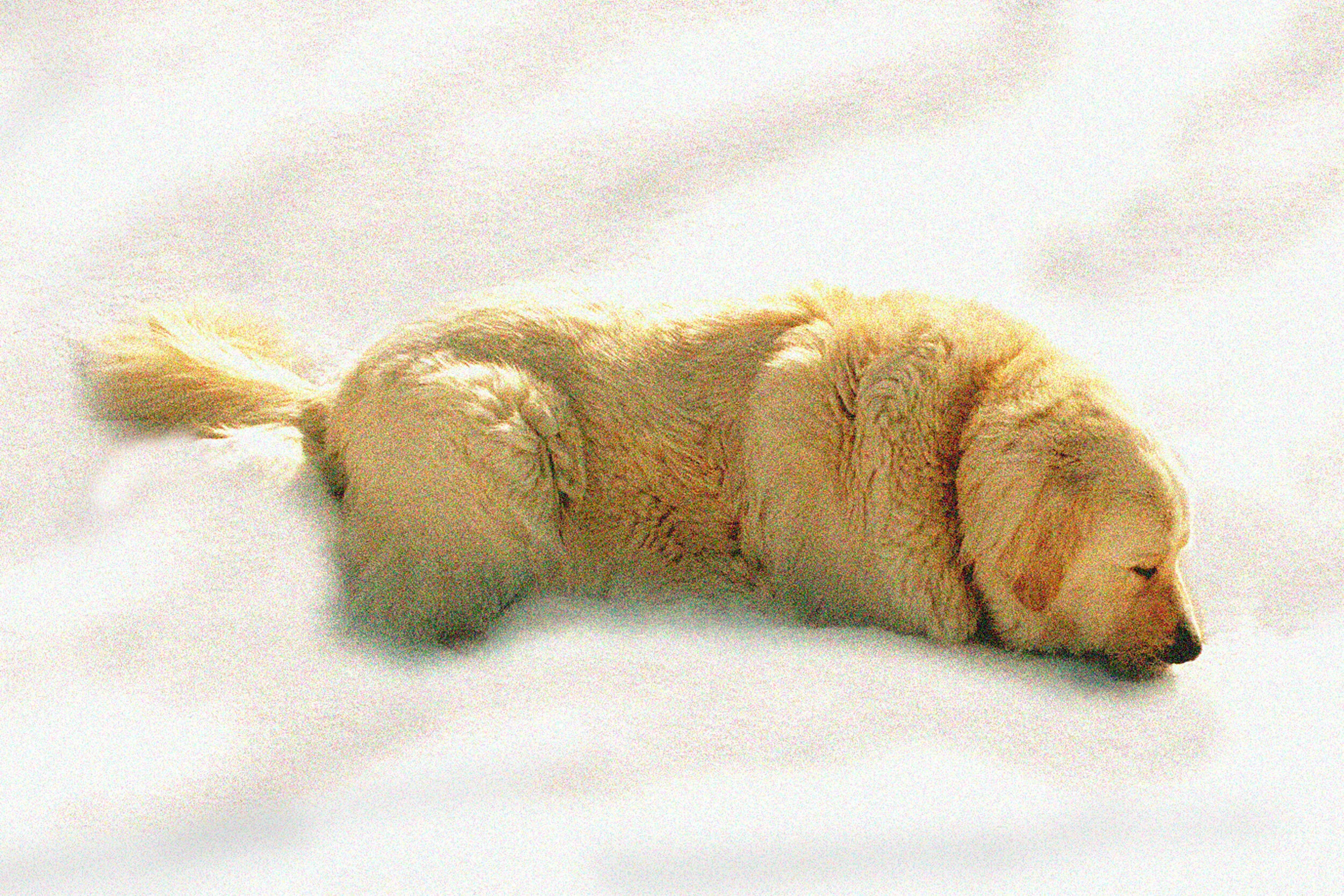 BPrtrt_Pets_10.jpg