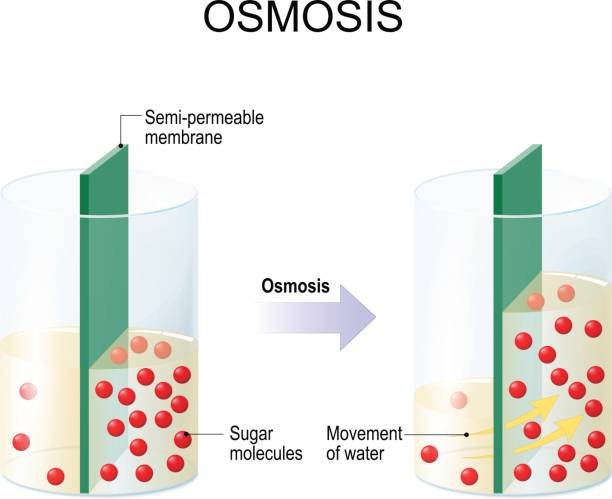 Osmotic Pressure