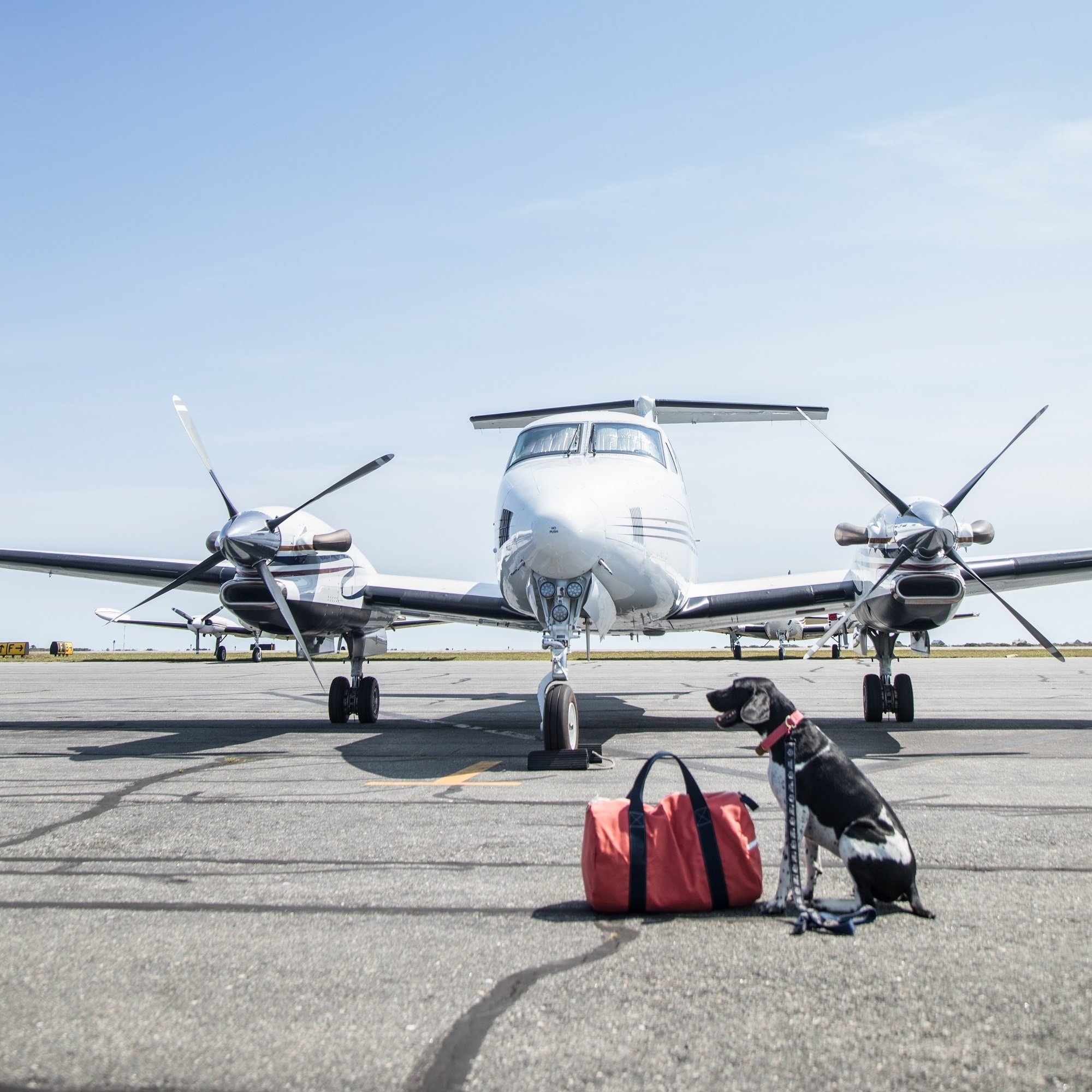 Tips and Tricks For Flying Private with Dogs — Fly Louie