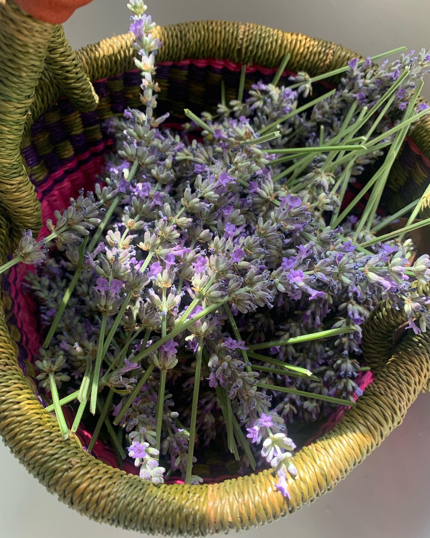 First lavender distillation was a success! 
I&rsquo;ve used this batch primarily in the treatment room and gifs for friends.  The process of working with plants and flowers to create nourishment for the skin and experiences for the senses is somethin