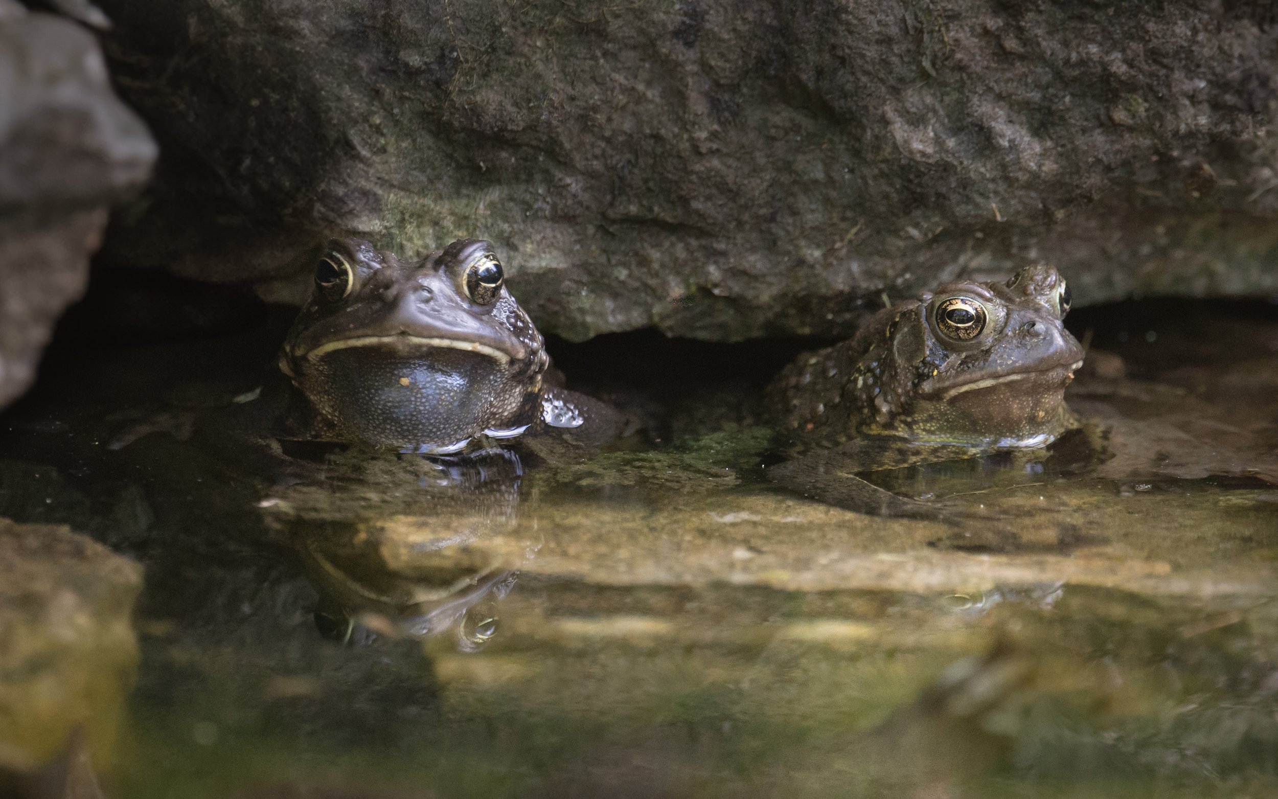 “American Toad Pair” Nominated at 18th Annual International Color Awards