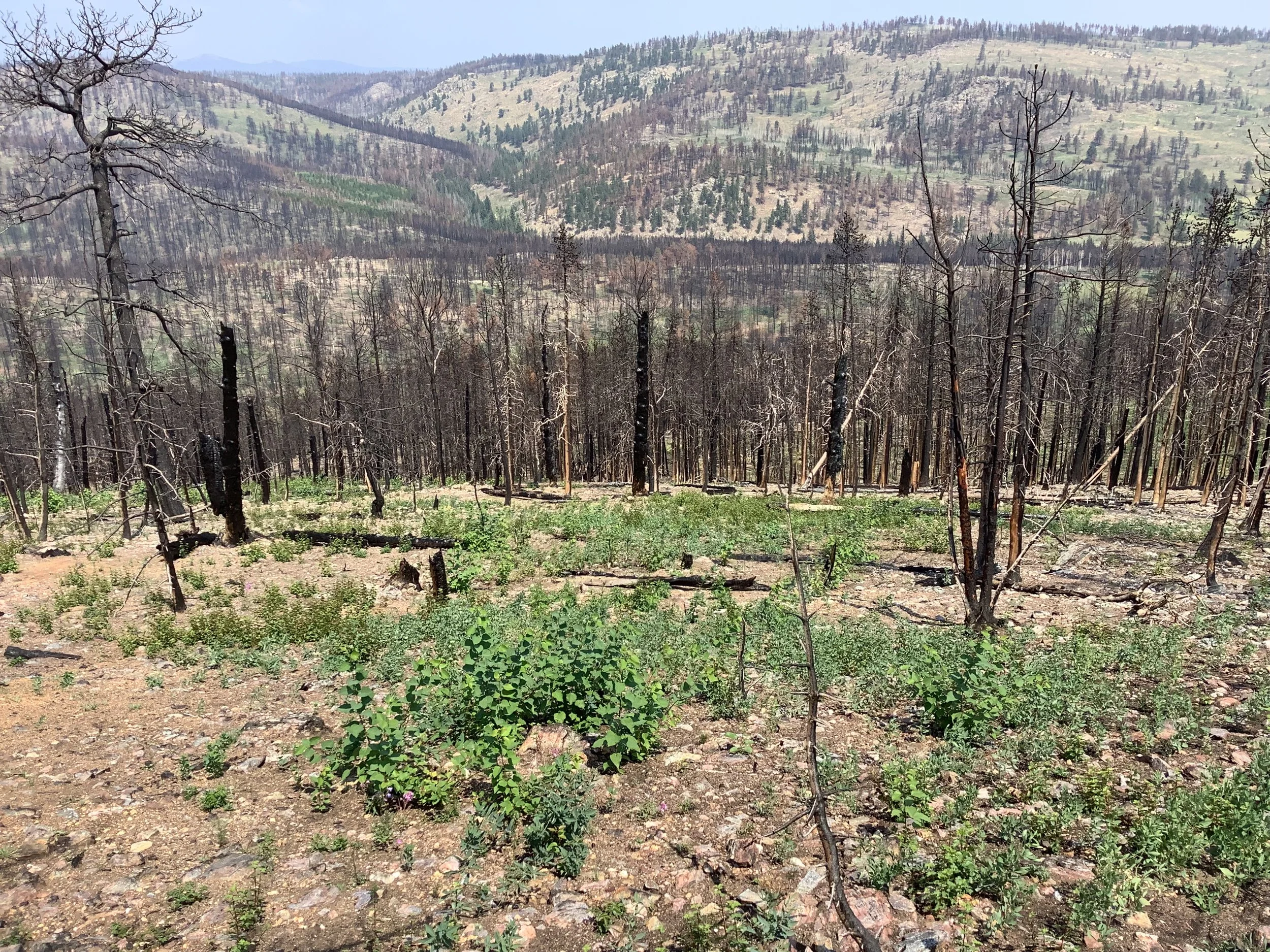 Photo Aug 05, 11 20 53 AM.jpg