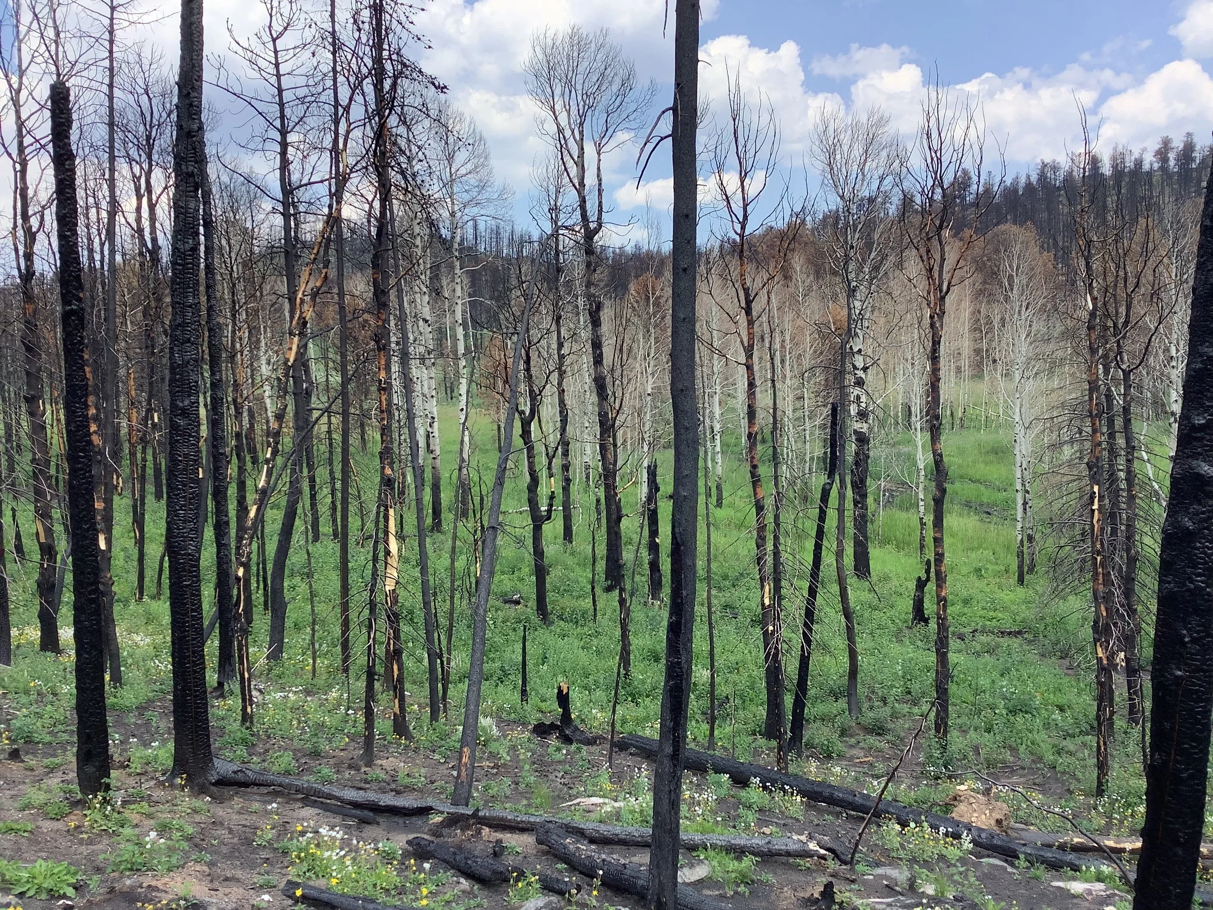 Photo Jul 28, 12 50 12 PM.jpg