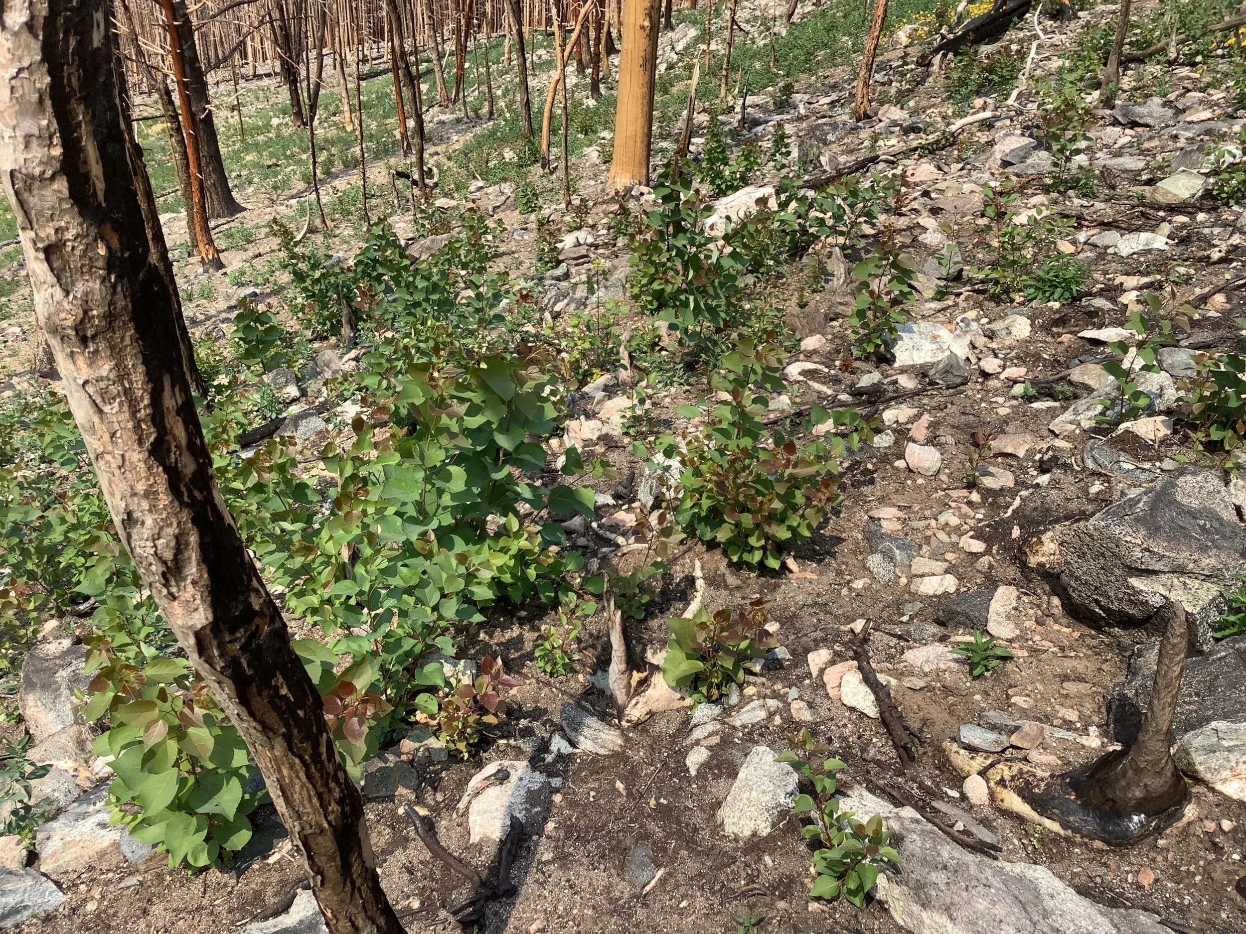 Photo Jul 12, 2 36 20 PM.jpg