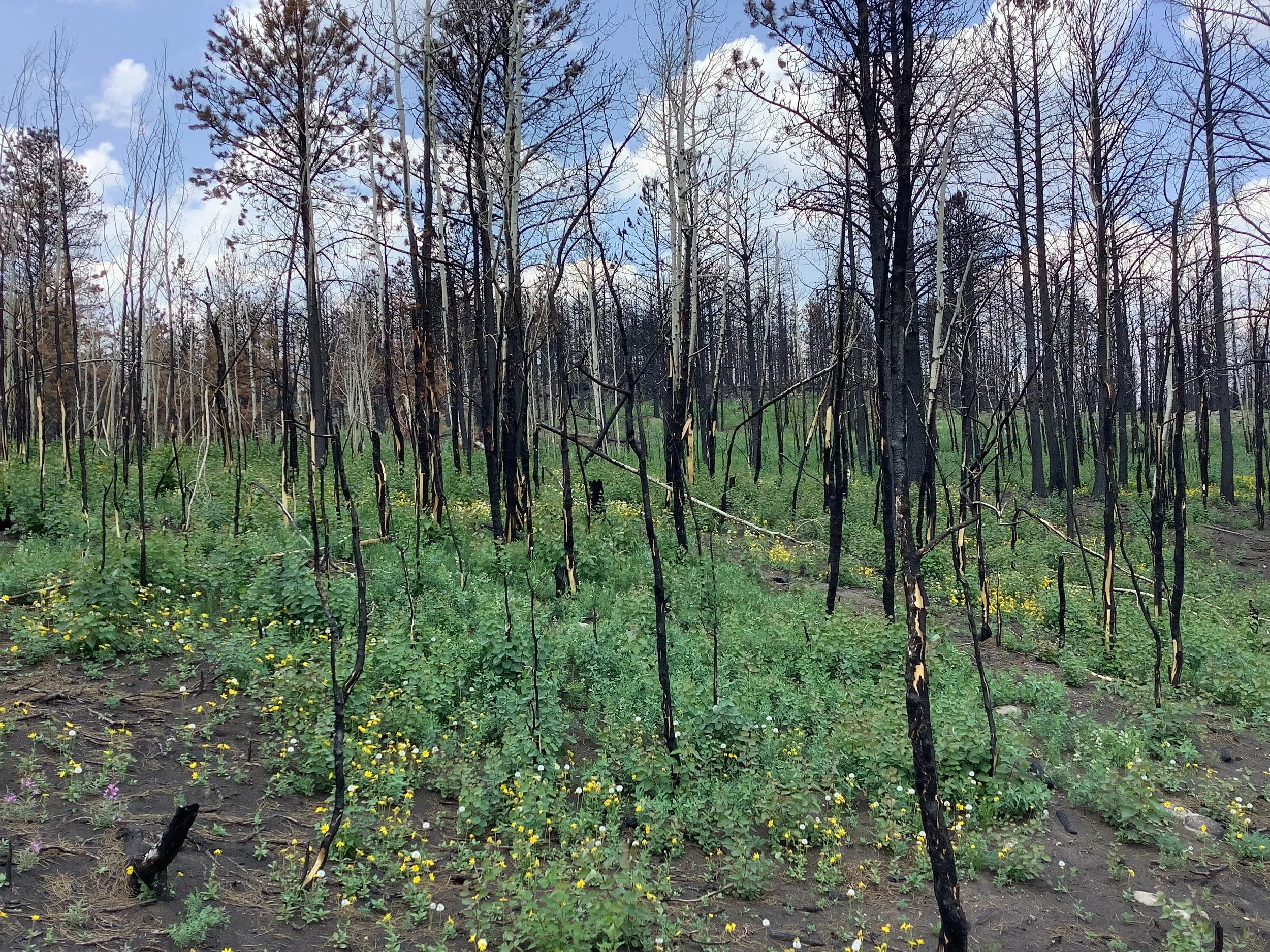 Photo Jul 28, 12 36 05 PM.jpg