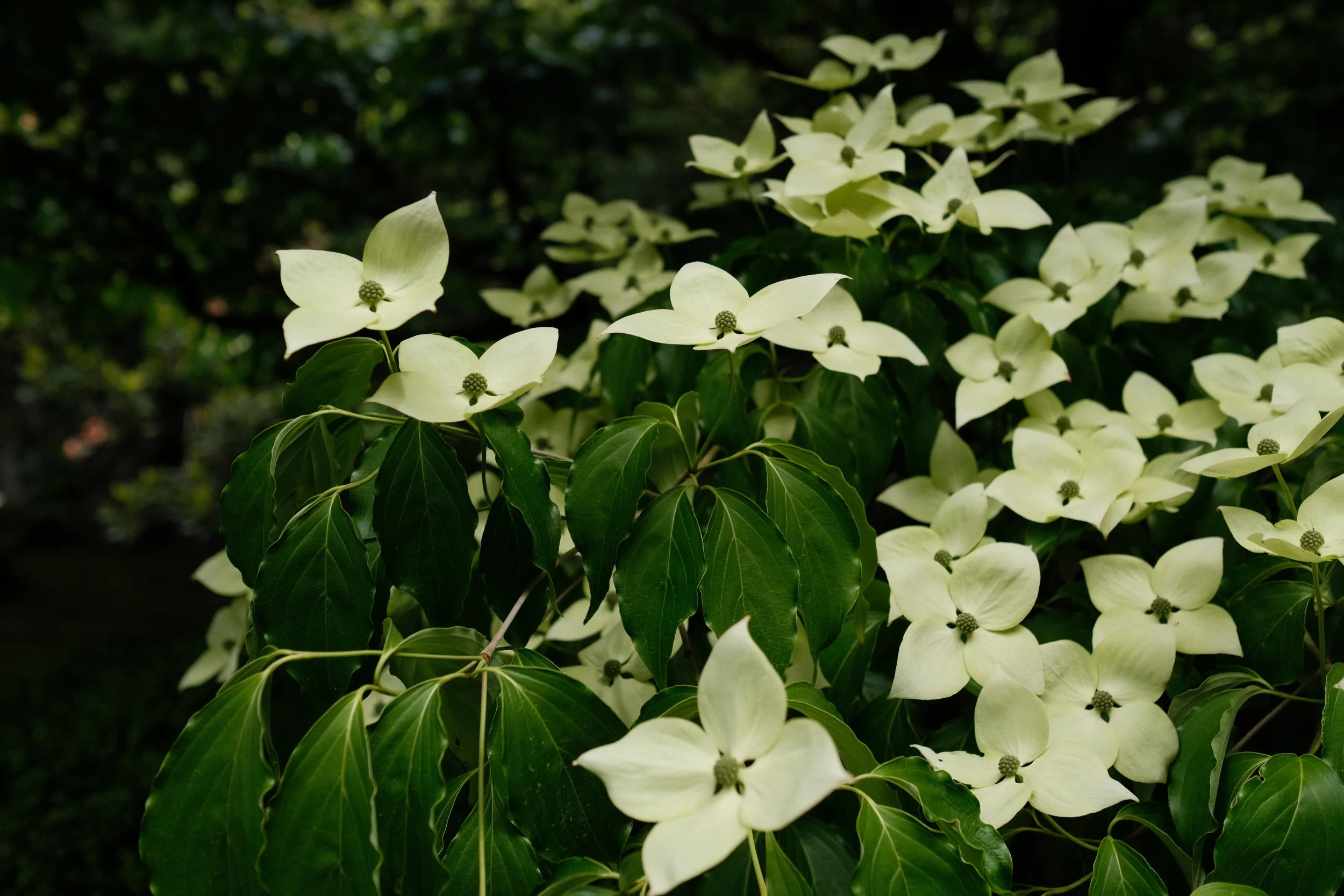 DSCF7281.JPG