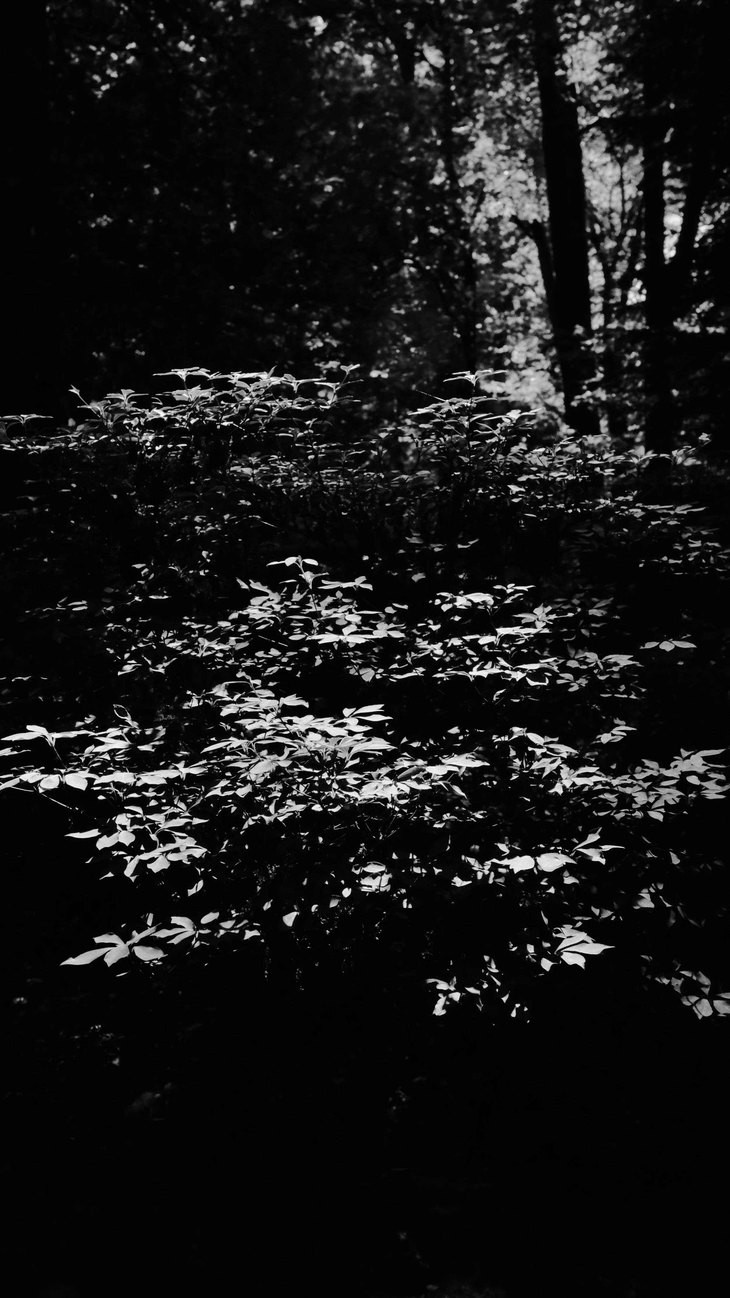 DSCF7294.JPG