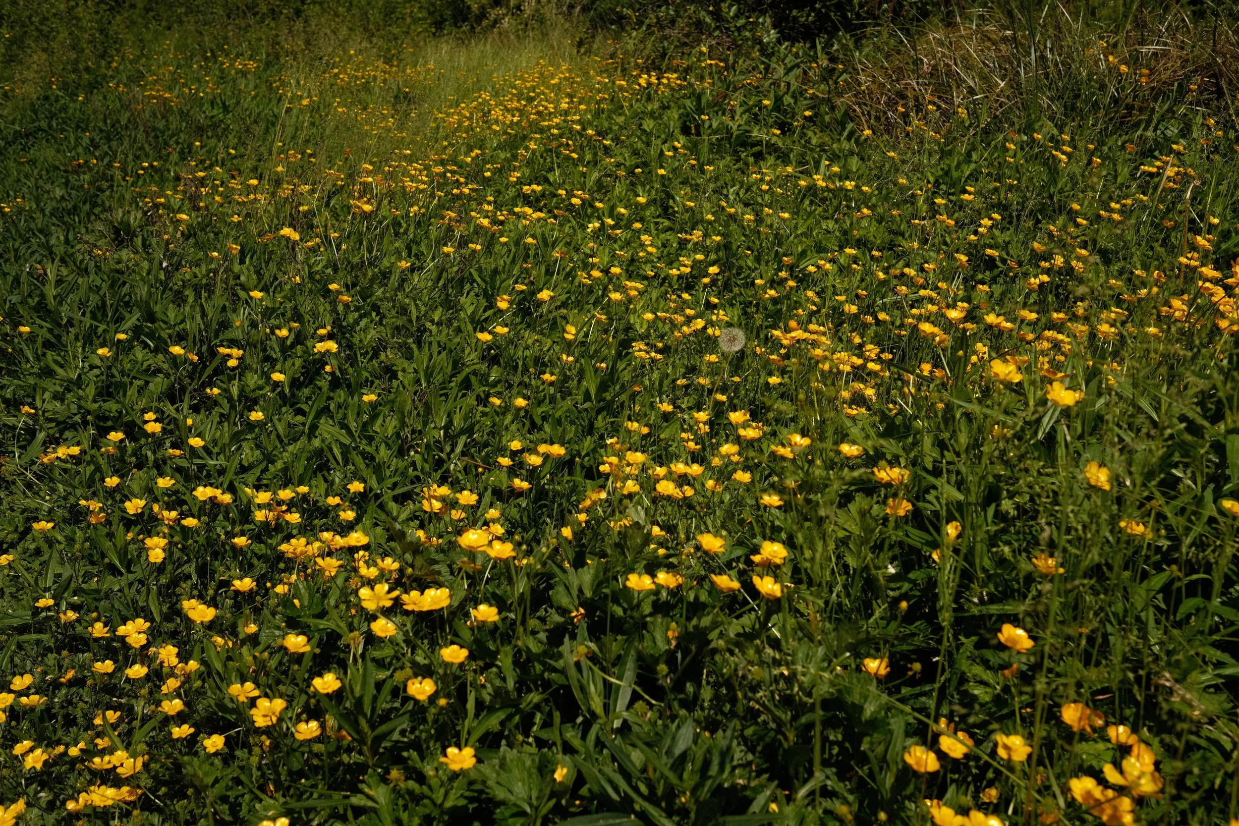 DSCF7304.JPG