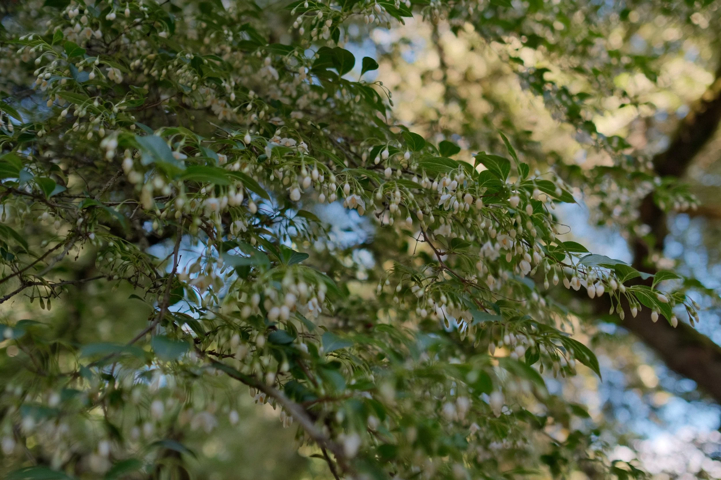 DSCF7335.JPG
