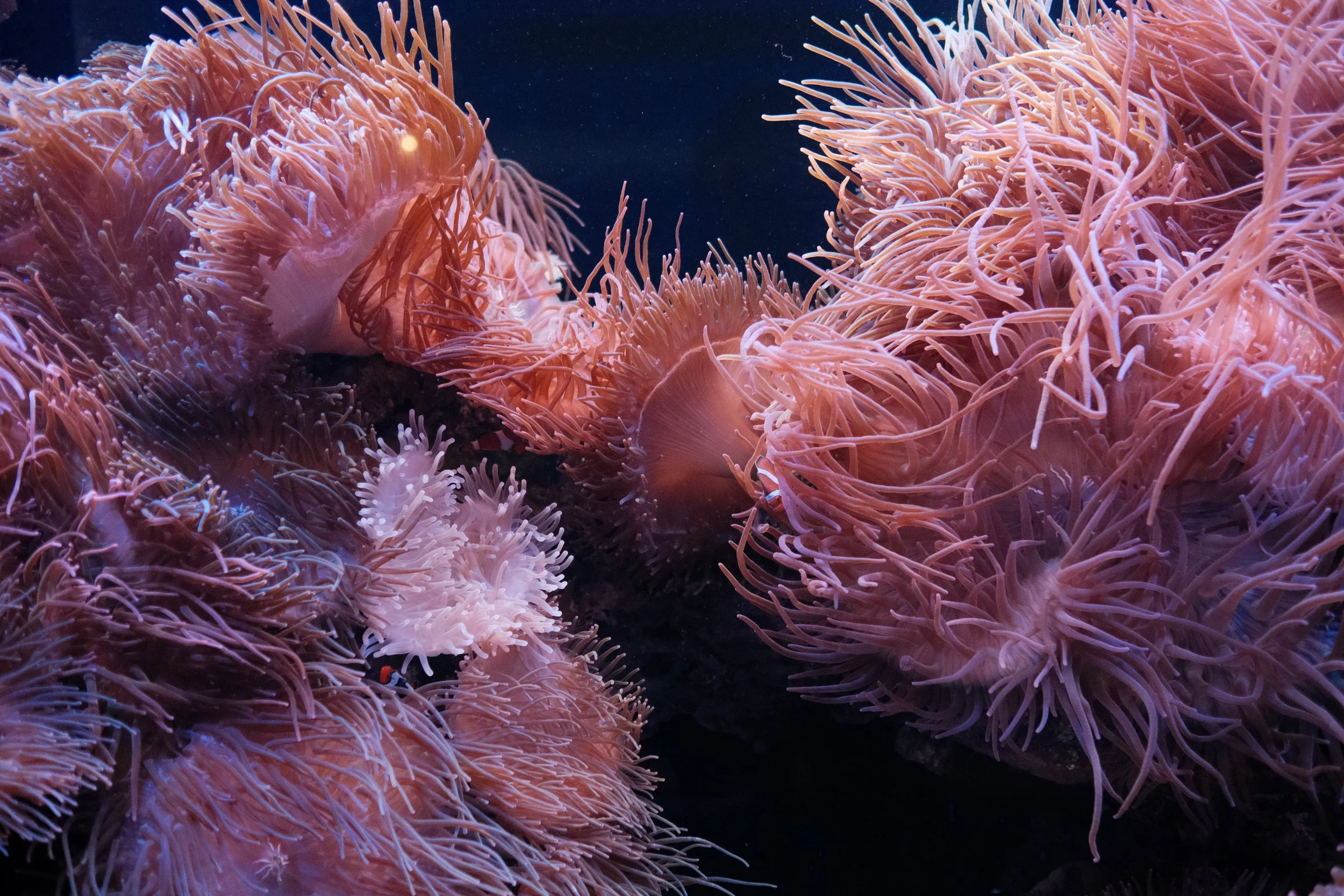  You can see how I layered images from above and below. 