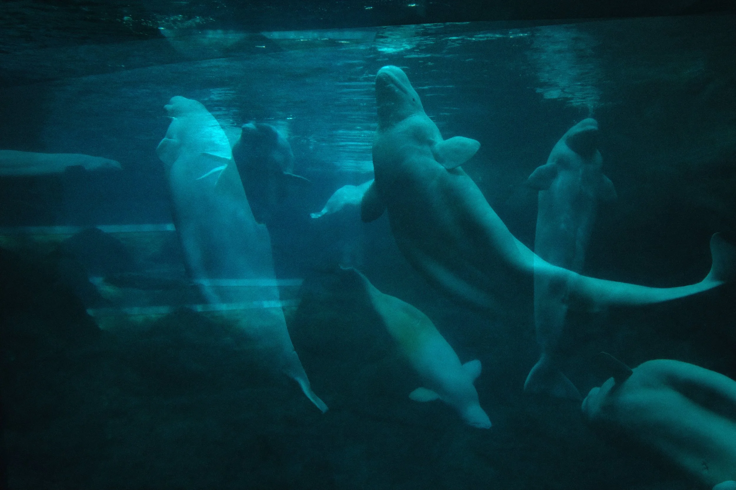  The belugas were easy to layer to make it seem there were more than pictured. 