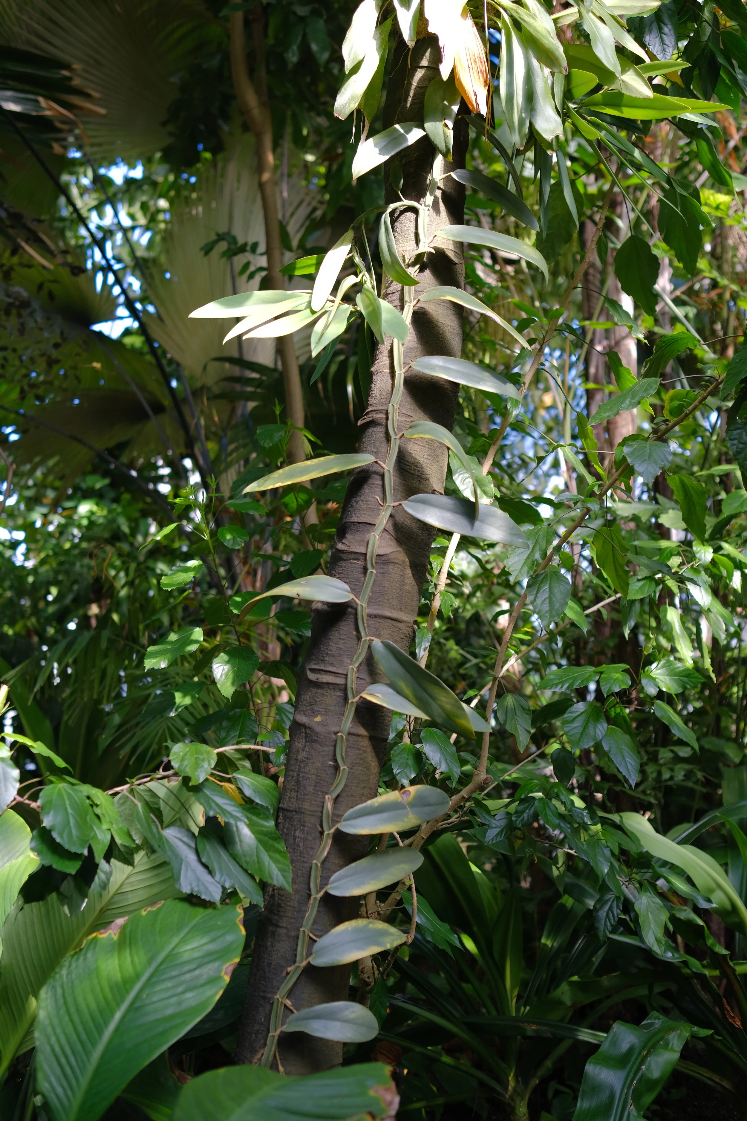 DSCF7525.JPG
