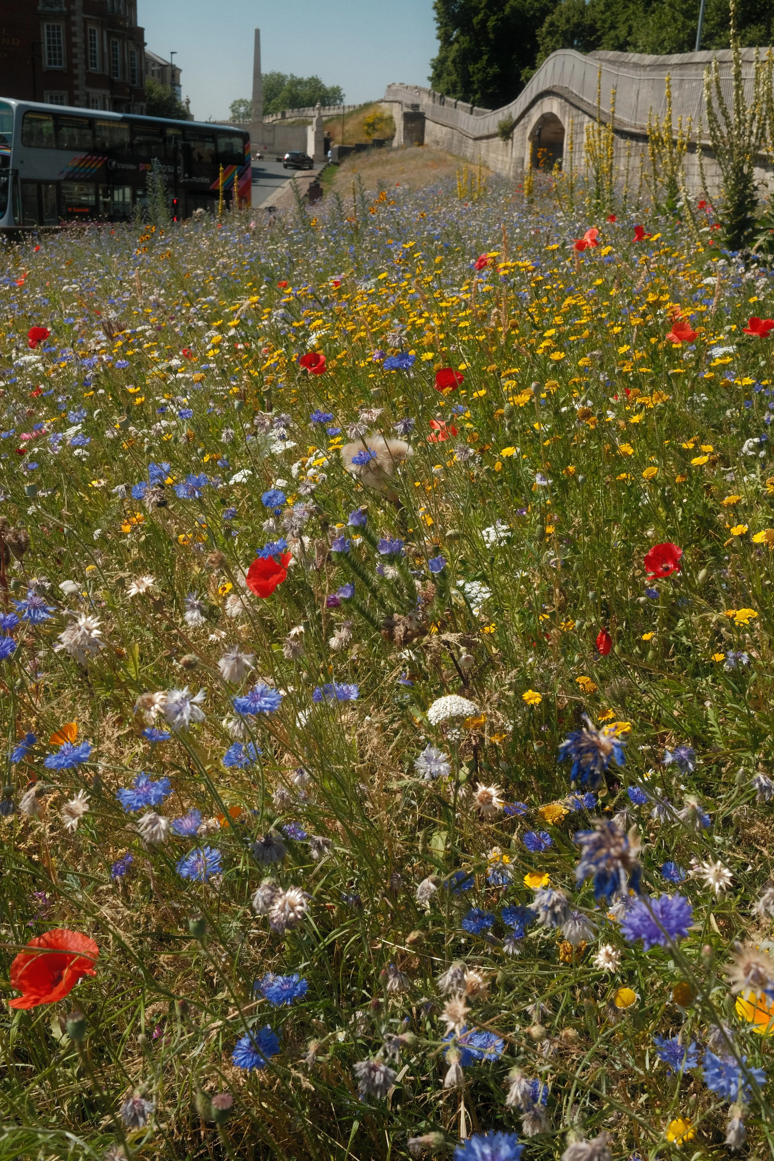 DSCF7595.JPG