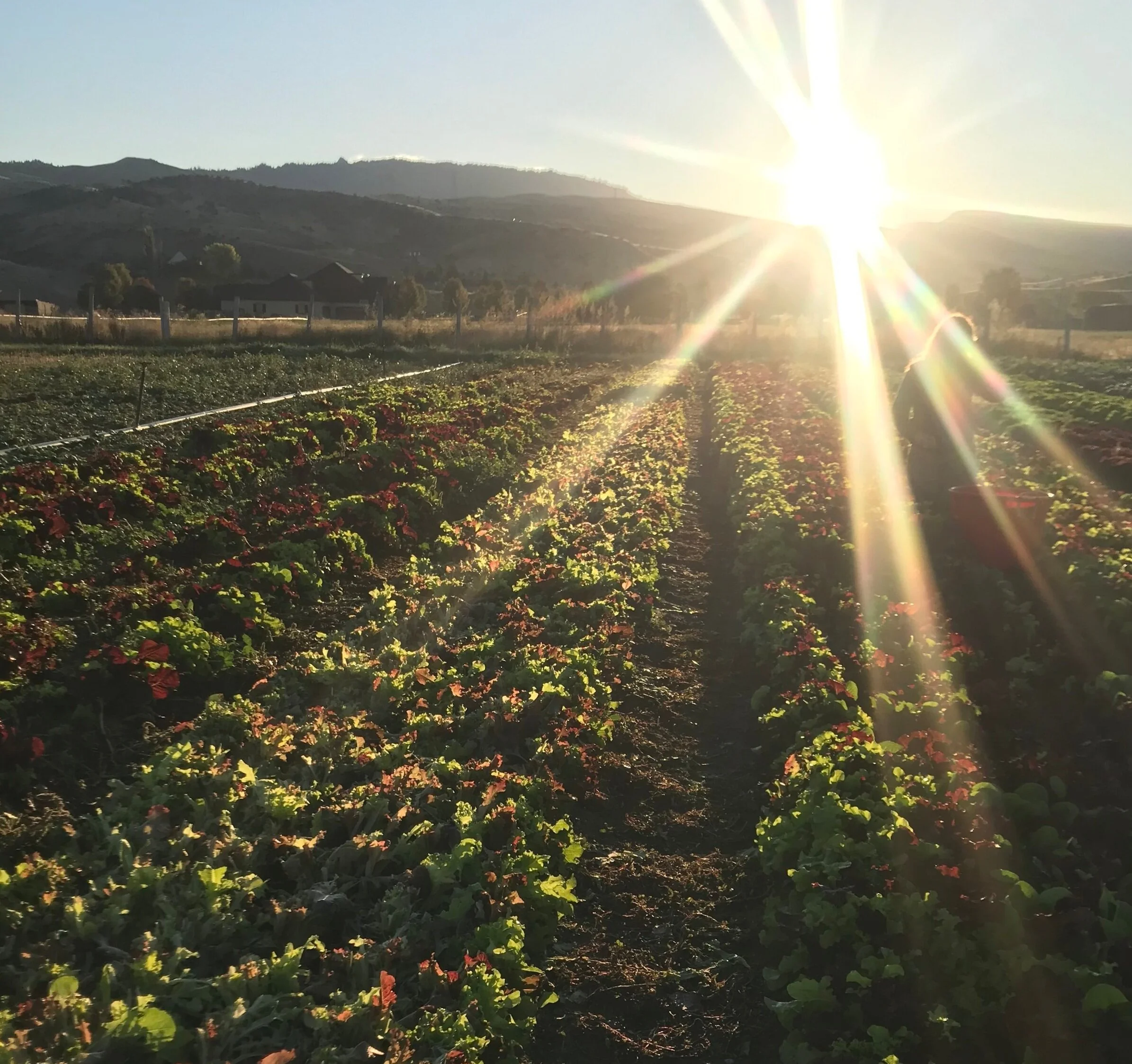 A morning on Fiddlers Green Farm harvesting salad greens.