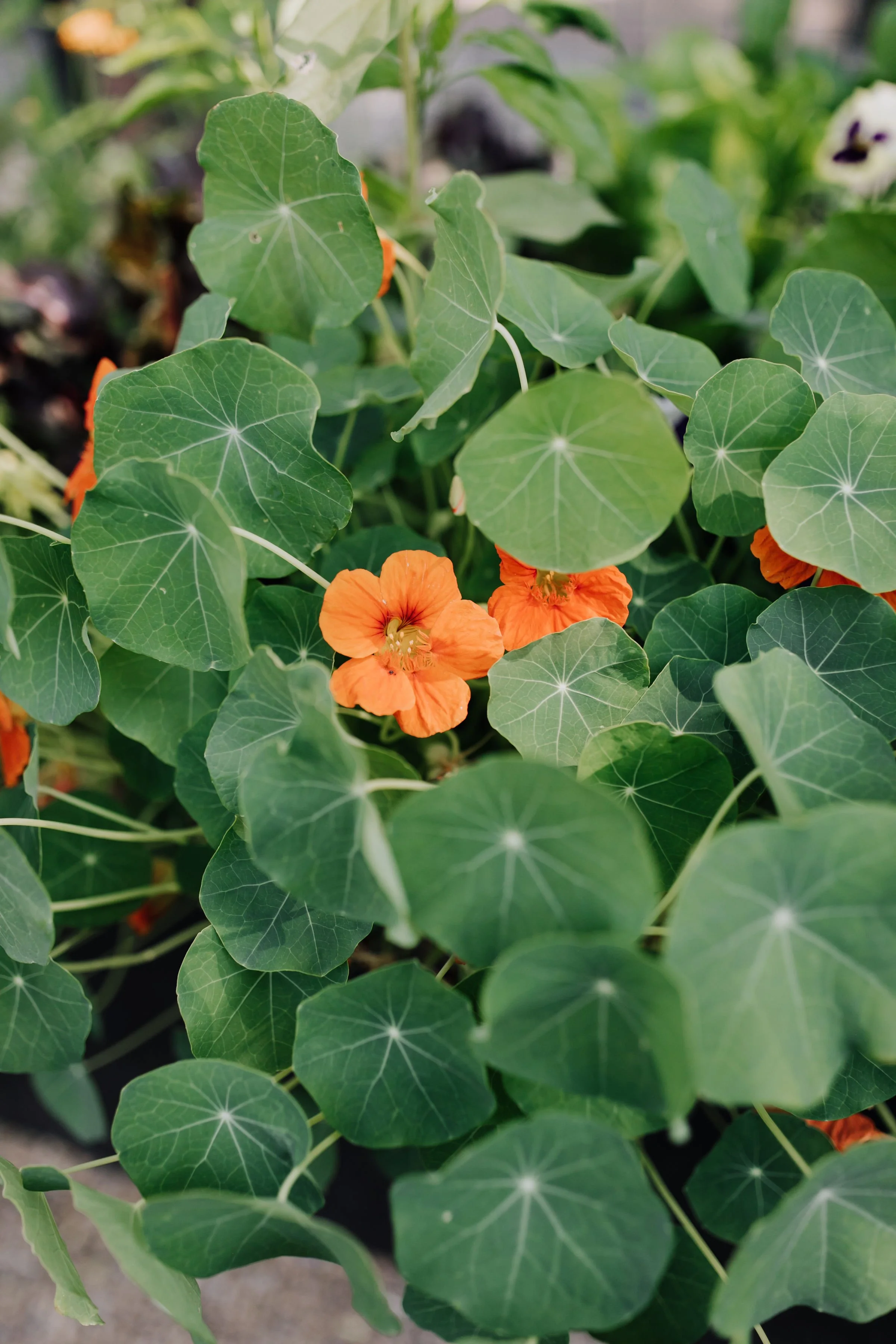 The best Companion Plants for tomatoes